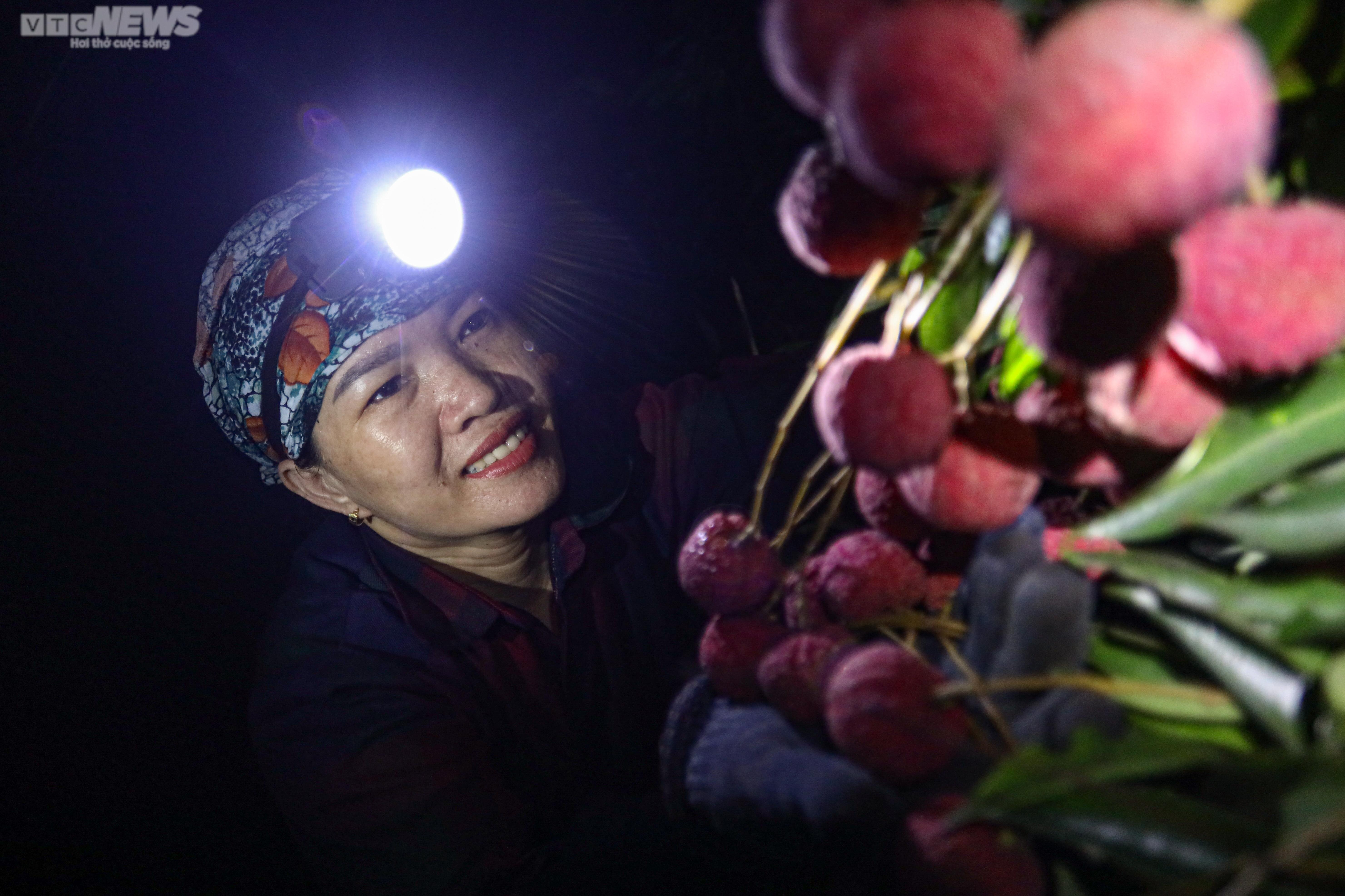 Bắc Giang: Nông dân trắng đêm soi đèn thu hoạch đặc sản vải thiều - 3