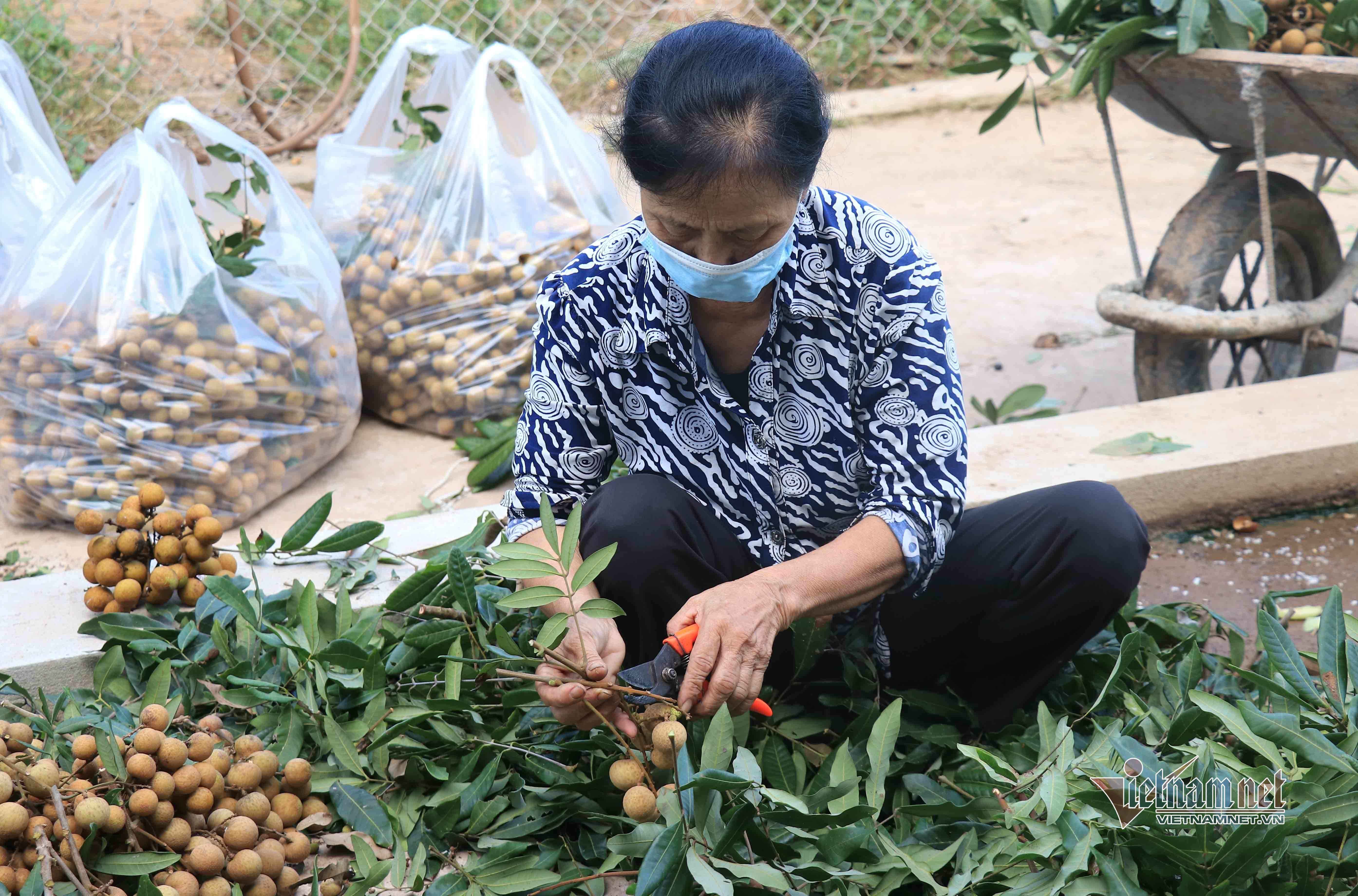 Những ai không nên ăn nhãn? - 1