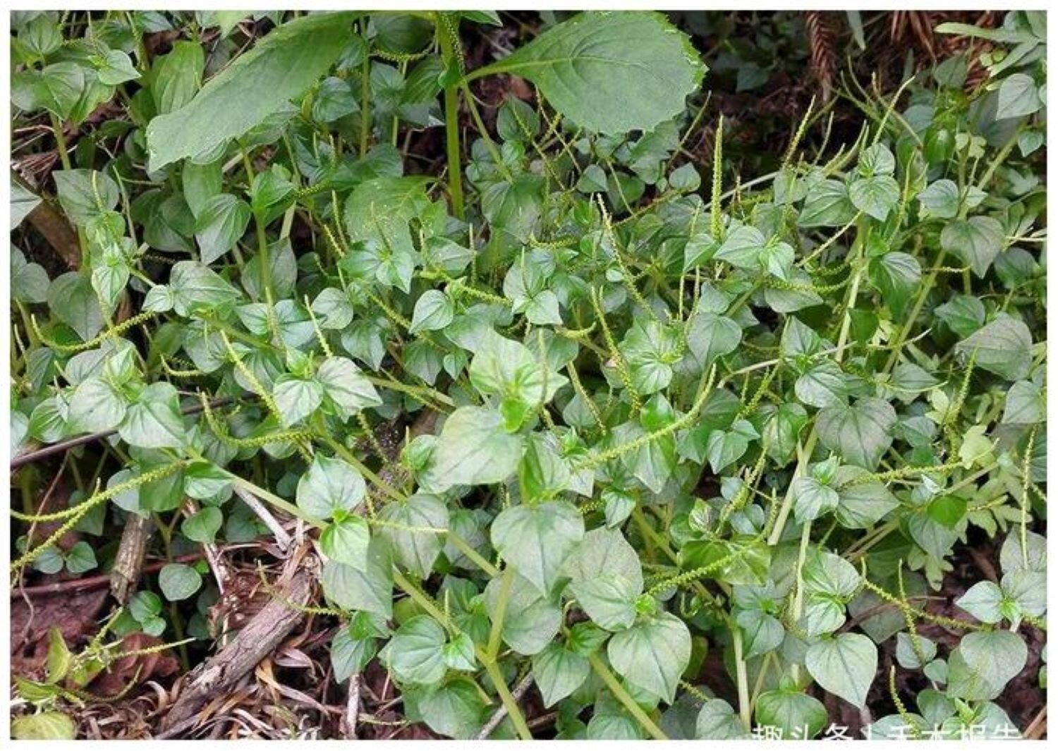2 loại rau mọc hoang ở Việt Nam, được thế giới săn lùng vì quá bổ dưỡng - 1