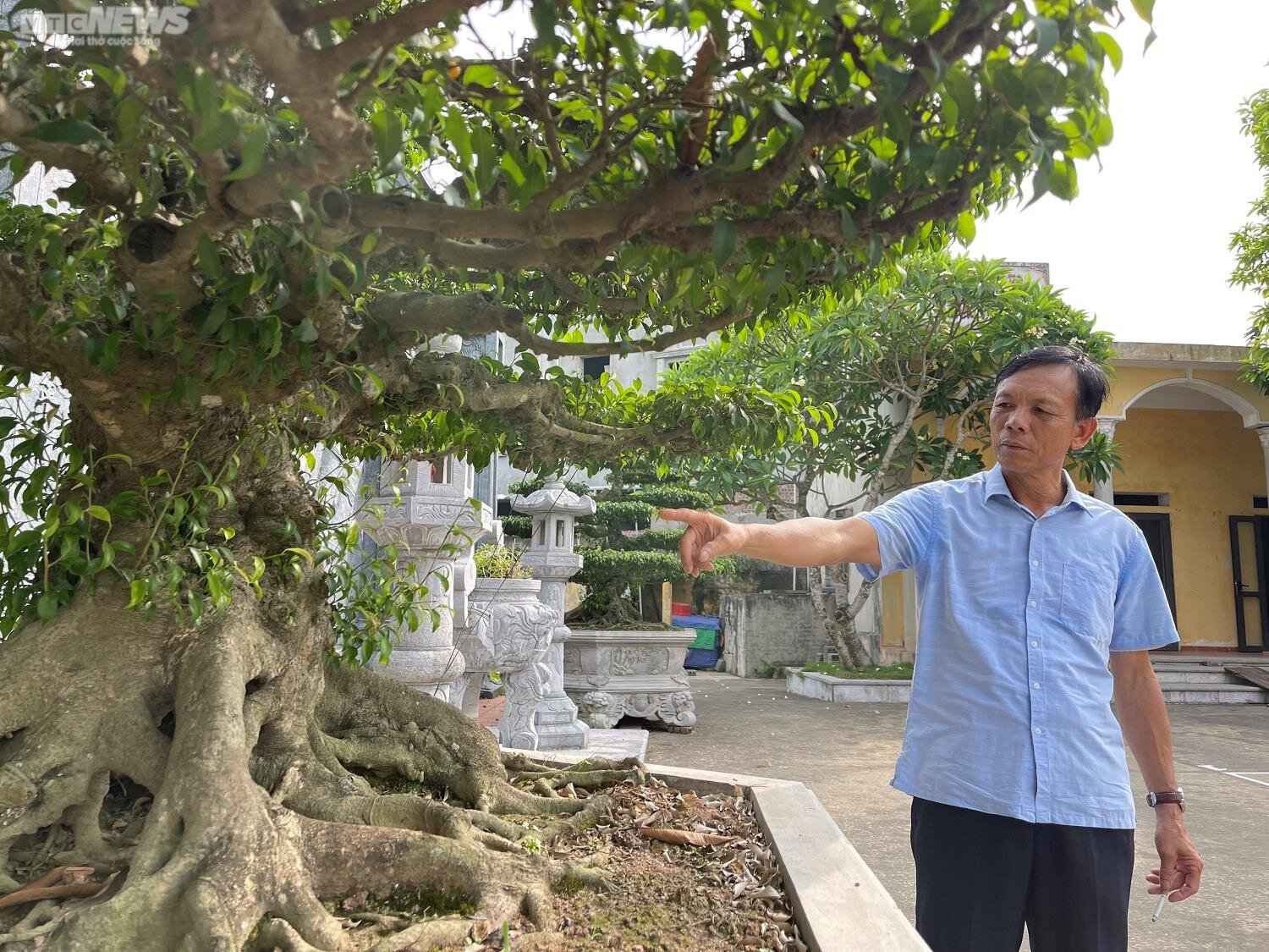 Ông Nguyễn Thế Lực, trưởng thôn Vị Khê kể về đôi cây bảo vật của ông ngoại mình tặng cho làng.