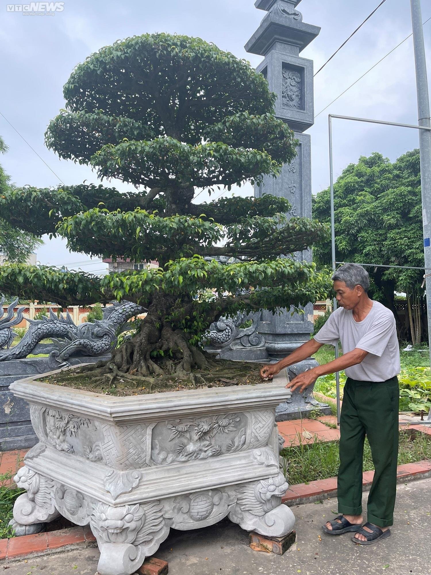 Thủ nhang Phạm Tuấn Hữu thường ngày trông coi và chăm sóc cho đôi cây sanh cổ hàng trăm năm tuổi.