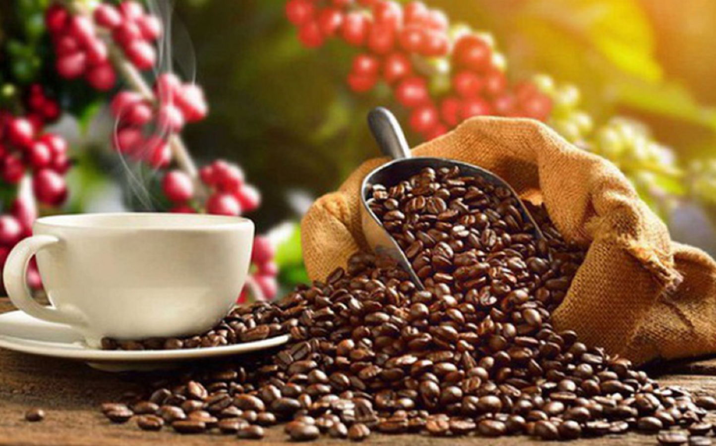Trong 6 tháng, cà phê tuy giảm về khối lượng (đạt 1,02 triệu tấn, giảm 2,2%), nhưng nhờ giá xuất khẩu bình quân tăng 5,2% nên giá trị xuất khẩu đạt 2,4 tỷ USD, tăng 3% so với nửa đầu năm 2022.
