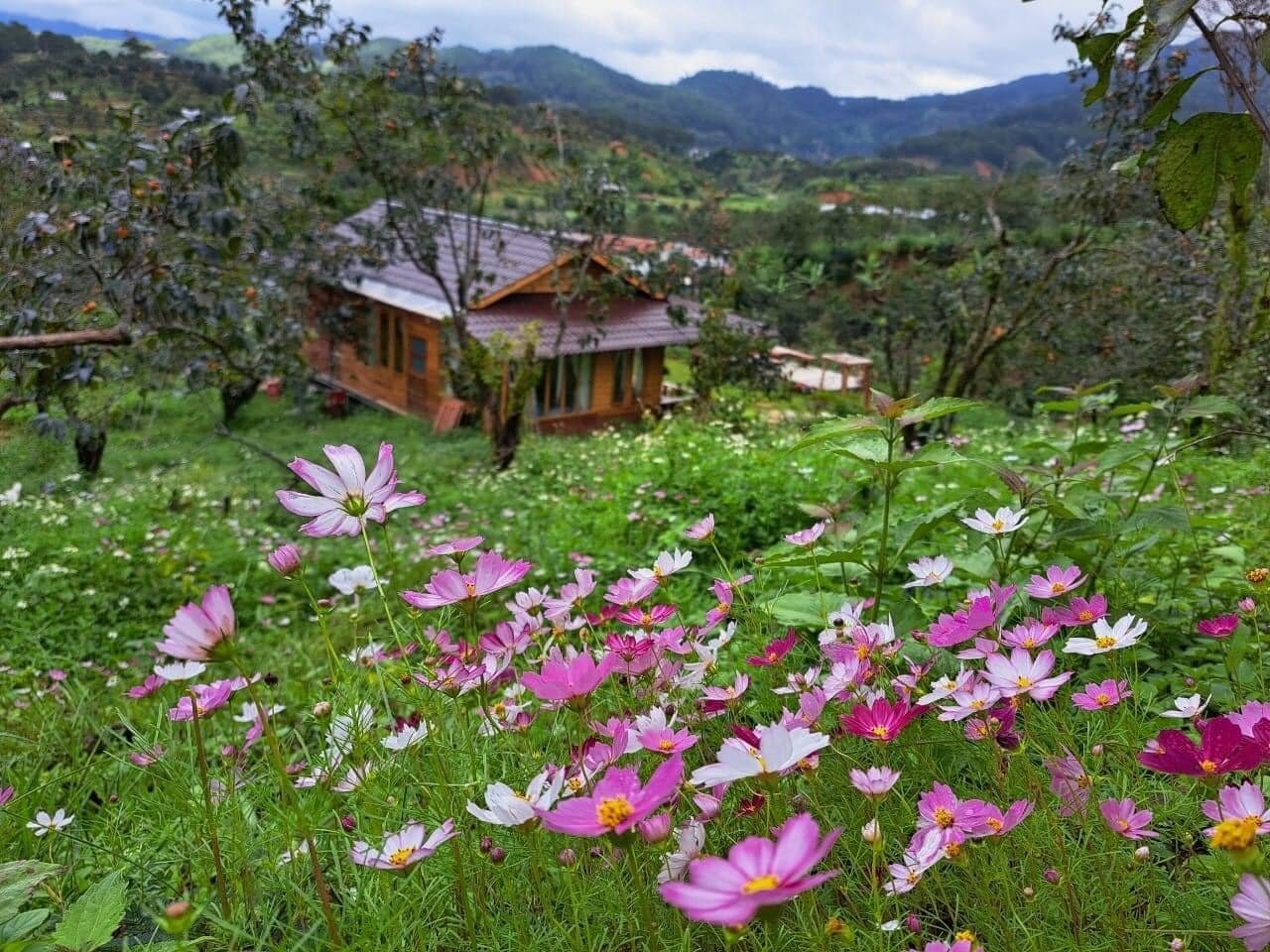 Ngôi nhà ở lưng chừng đồi có hoa lá quanh năm.