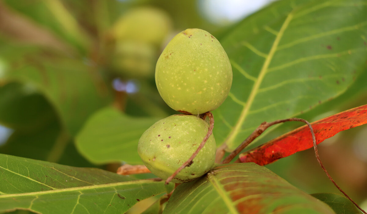 Quả bàng, nhân hạt bàng đều giàu chất xơ. (Ảnh: AZ Martinique)