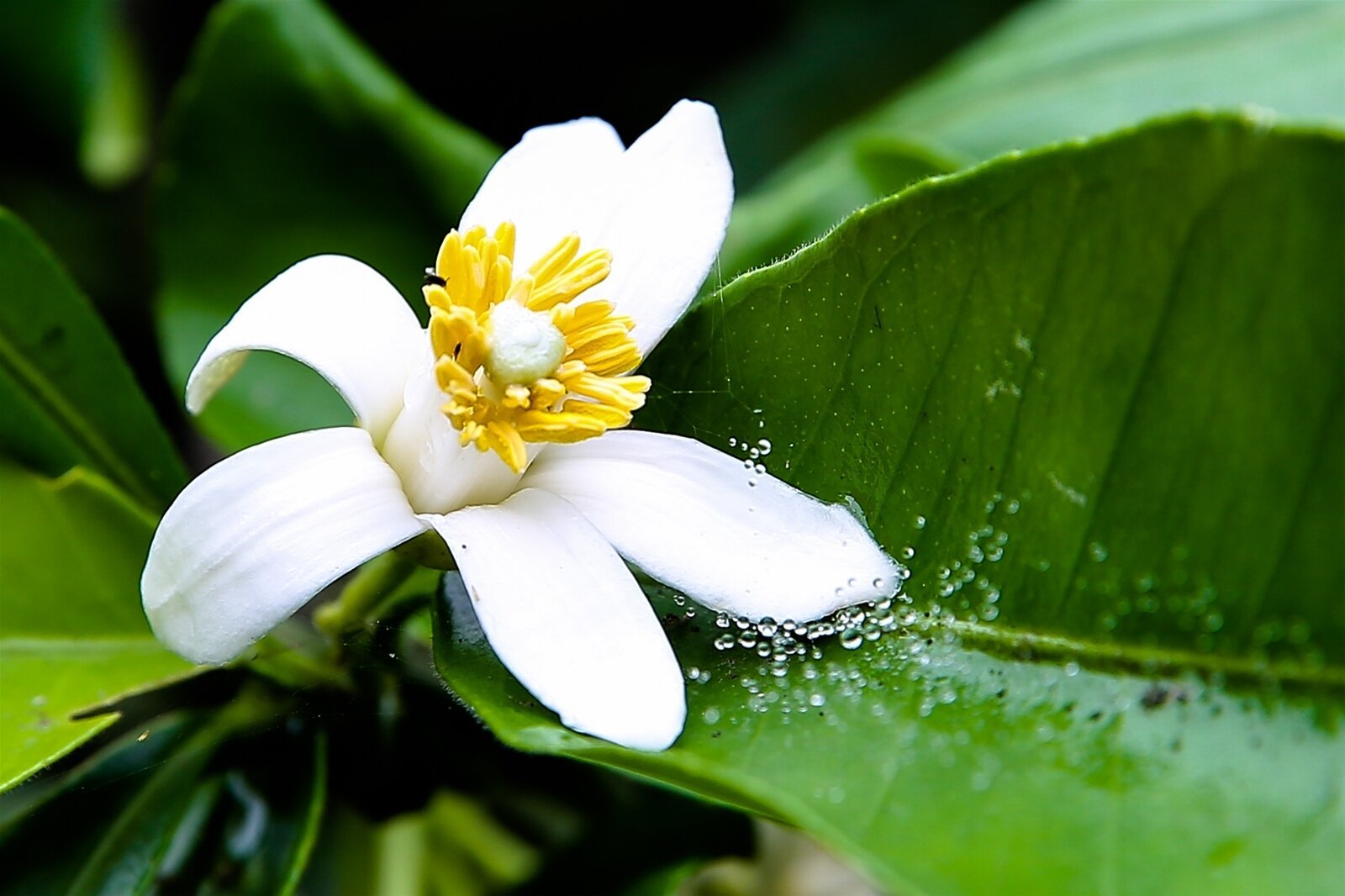 5 loại hoa quen thuộc trong vườn là 'vựa thuốc quý' - 2