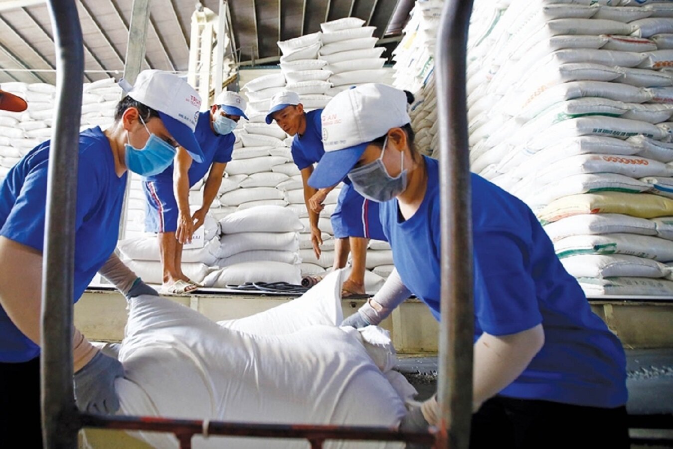Ấn Độ tạm ngừng xuất khẩu lúa gạo đã tạo hiệu ứng tích cực cho giá gạo Việt Nam.