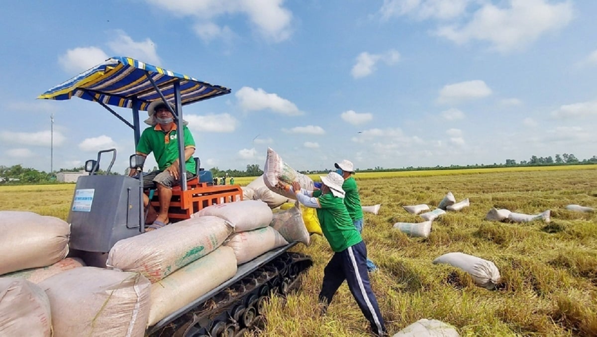 Nguồn cung lúa gạo Việt Nam vẫn đảm bảo. (Ảnh minh họa)