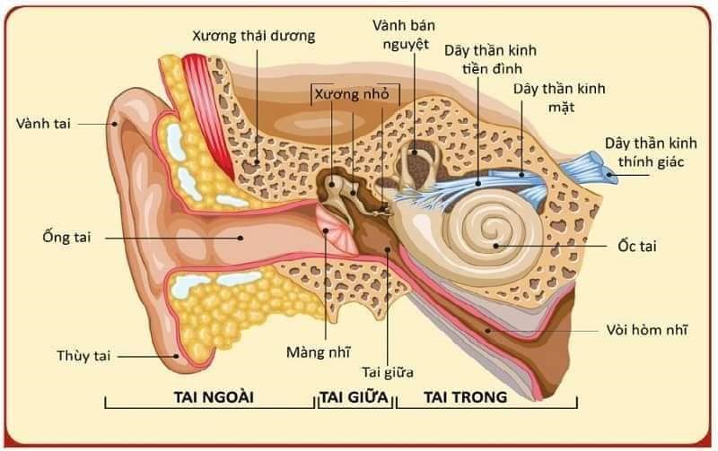 Hãy đến cơ sở y tế chuyên khoa tai mũi họng để lấy ráy tai khi cần thiết.