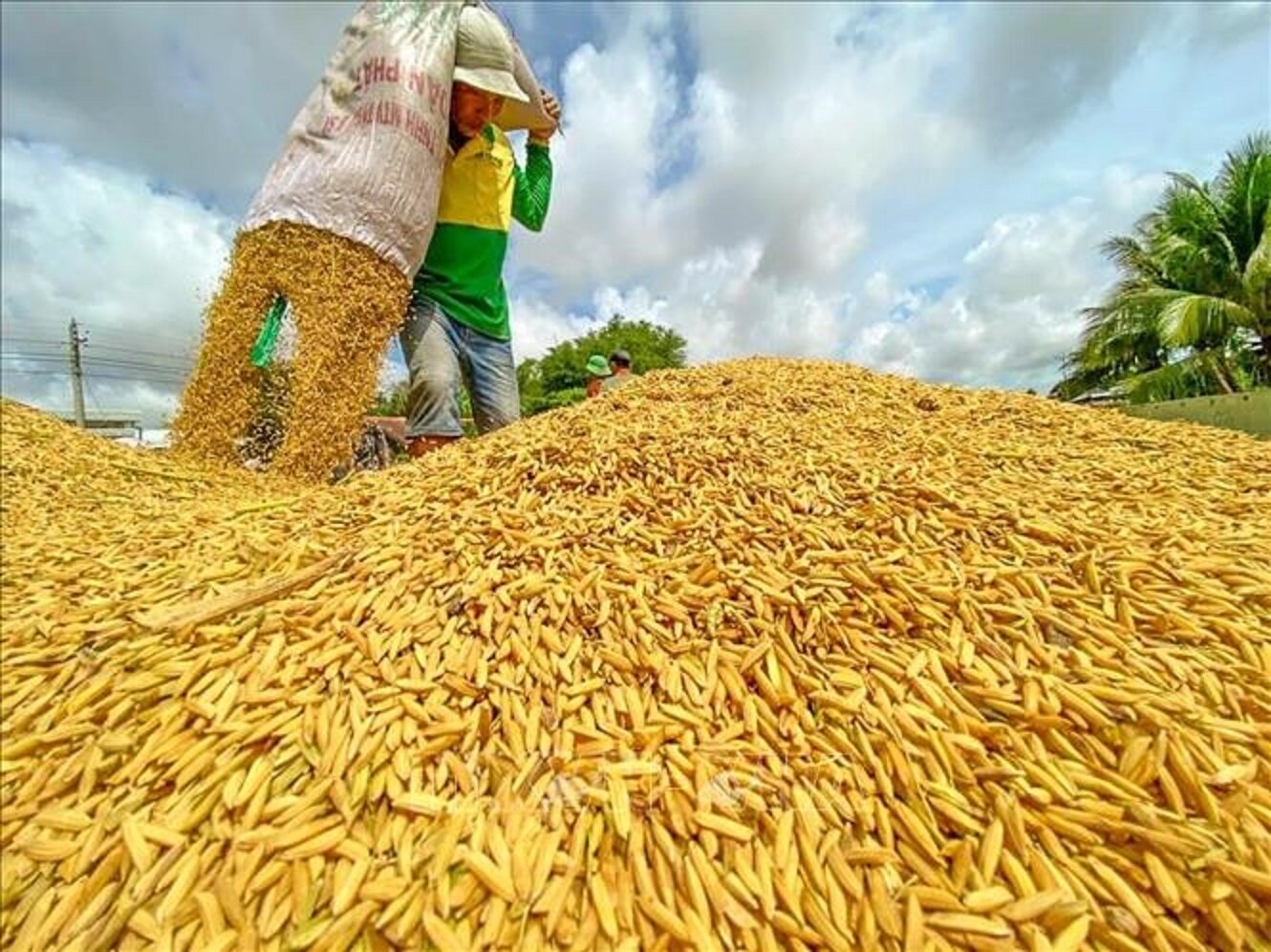 Bộ Công Thương yêu cầu doanh nghiệp bình ổn giá gạo, tránh mua gom ồ ạt gây bất ổn thị trường, mất cân đối cung cầu. (Ảnh minh họa)