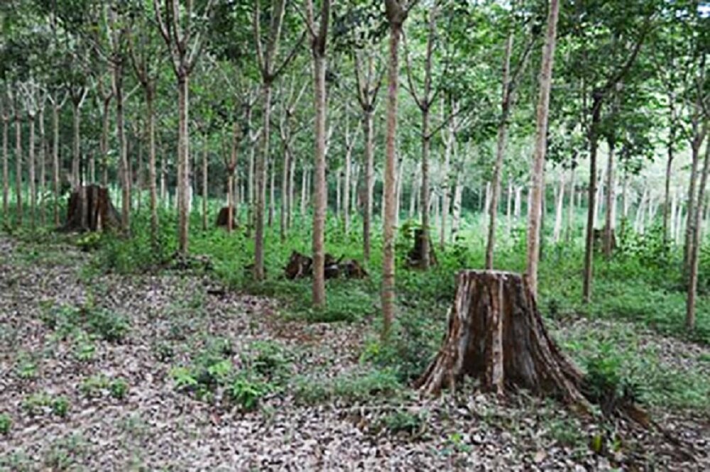 Khu rừng tự nhiên bị chuyển sang trồng cao su trái pháp luật.