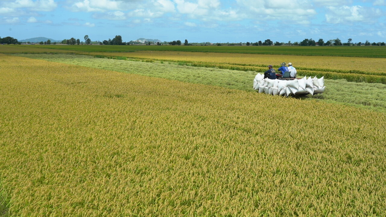 Nâng diện tích lúa thu đông (vụ 3) ở ĐBSCL từ 650.000 ha lên 700.000 ha để đón thời cơ giá gạo xuất khẩu và nhu cầu tiêu thụ tăng. (Ảnh minh họa)