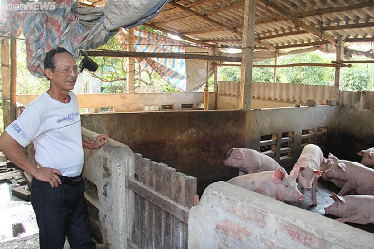 Ông nguyễn Kim Đoán cho biết, các trang trại chăn nuôi của nông dân chỉ chiếm từ 20 – 30% tổng đàn heo của cả nước.