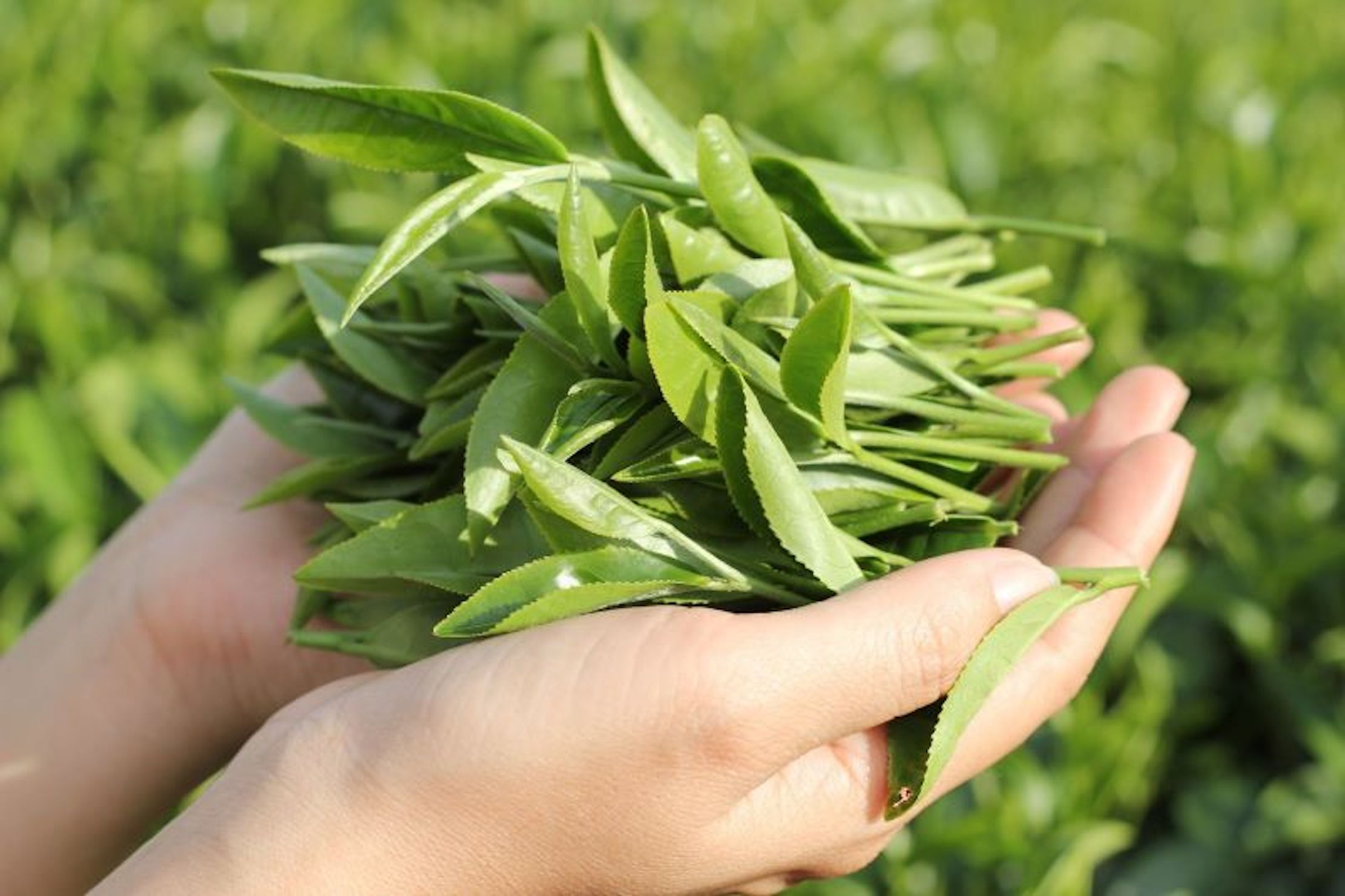 Trà xanh không chỉ là một loại thức uống mà còn có công dụng điều trị bệnh. (Ảnh minh hoạ)