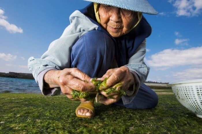 Một cư dân 86 tuổi của Okinawa đang hái tảo biển.