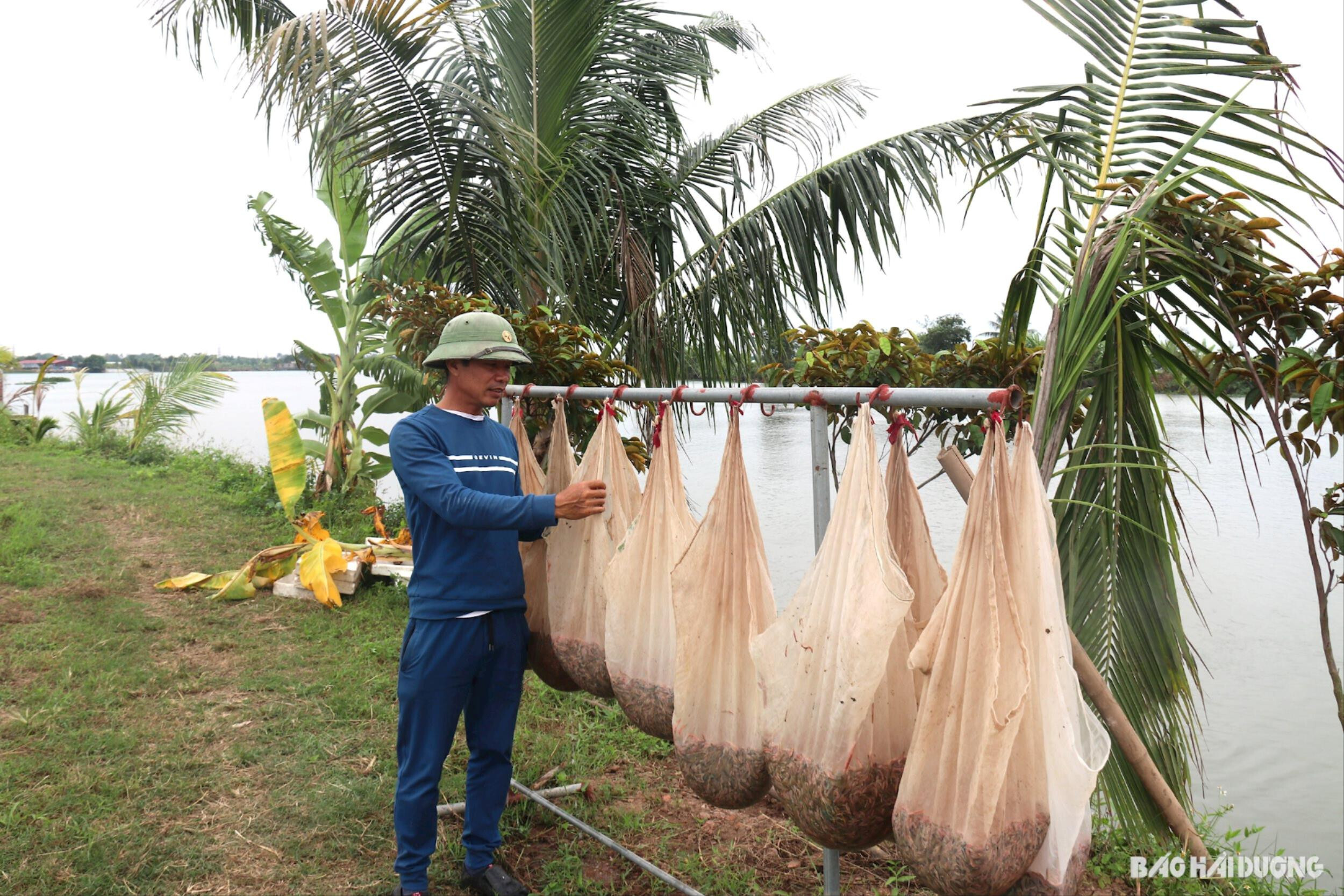 Rươi sau khi thu hoạch được treo khô ráo nước mới mang bán cho thương lái.