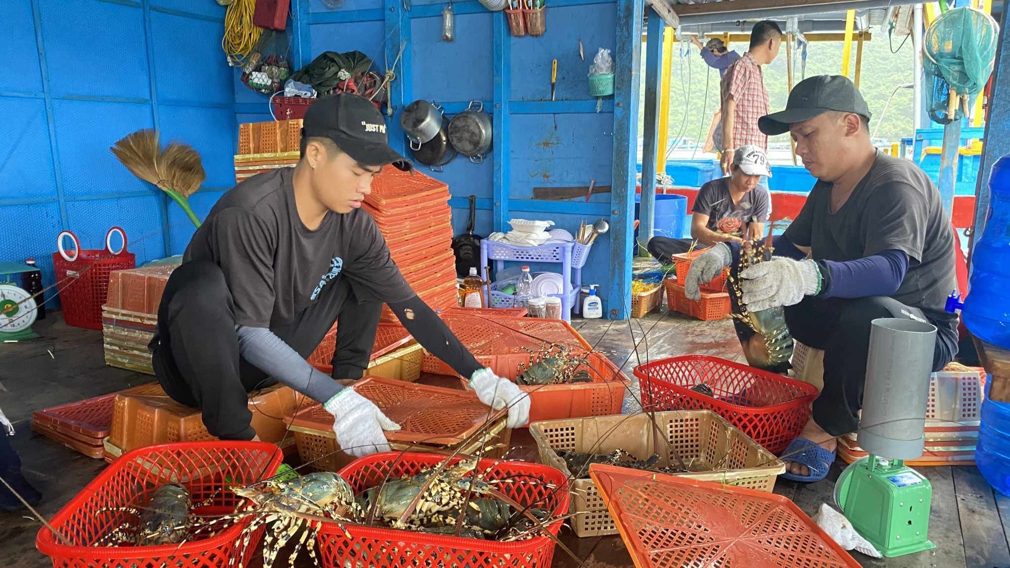 Tôm hùm bông khó xuất khẩu sang Trung Quốc khiến người nuôi lo lắng. (Ảnh minh họa: Minh Nguyệt)