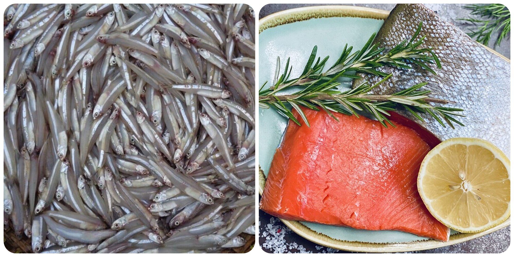 Cá cơm và cá hồi rất giàu protein.