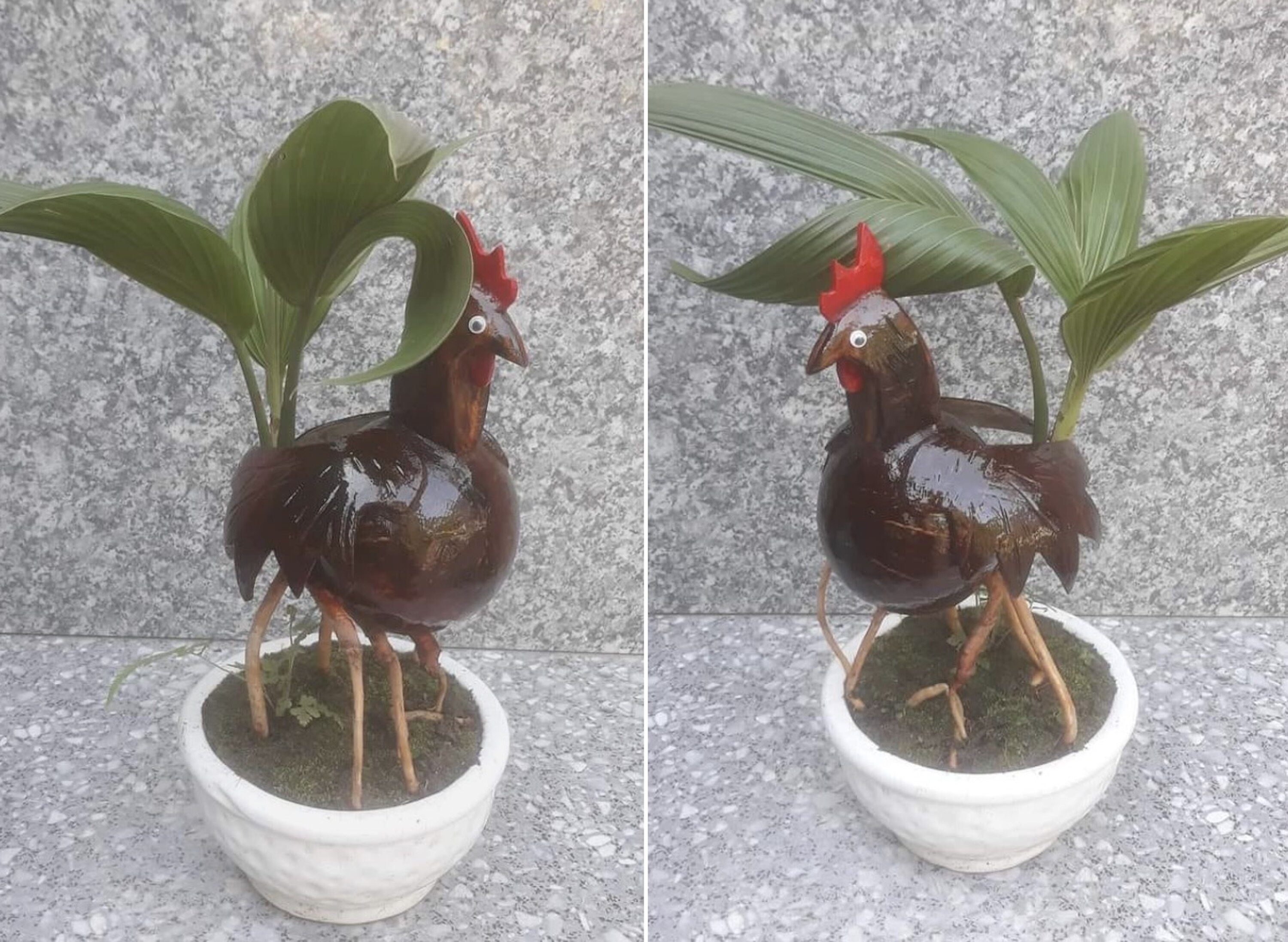 Dừa bonsai độc lạ ‘đắt như tôm tươi’ dịp Tết - 1