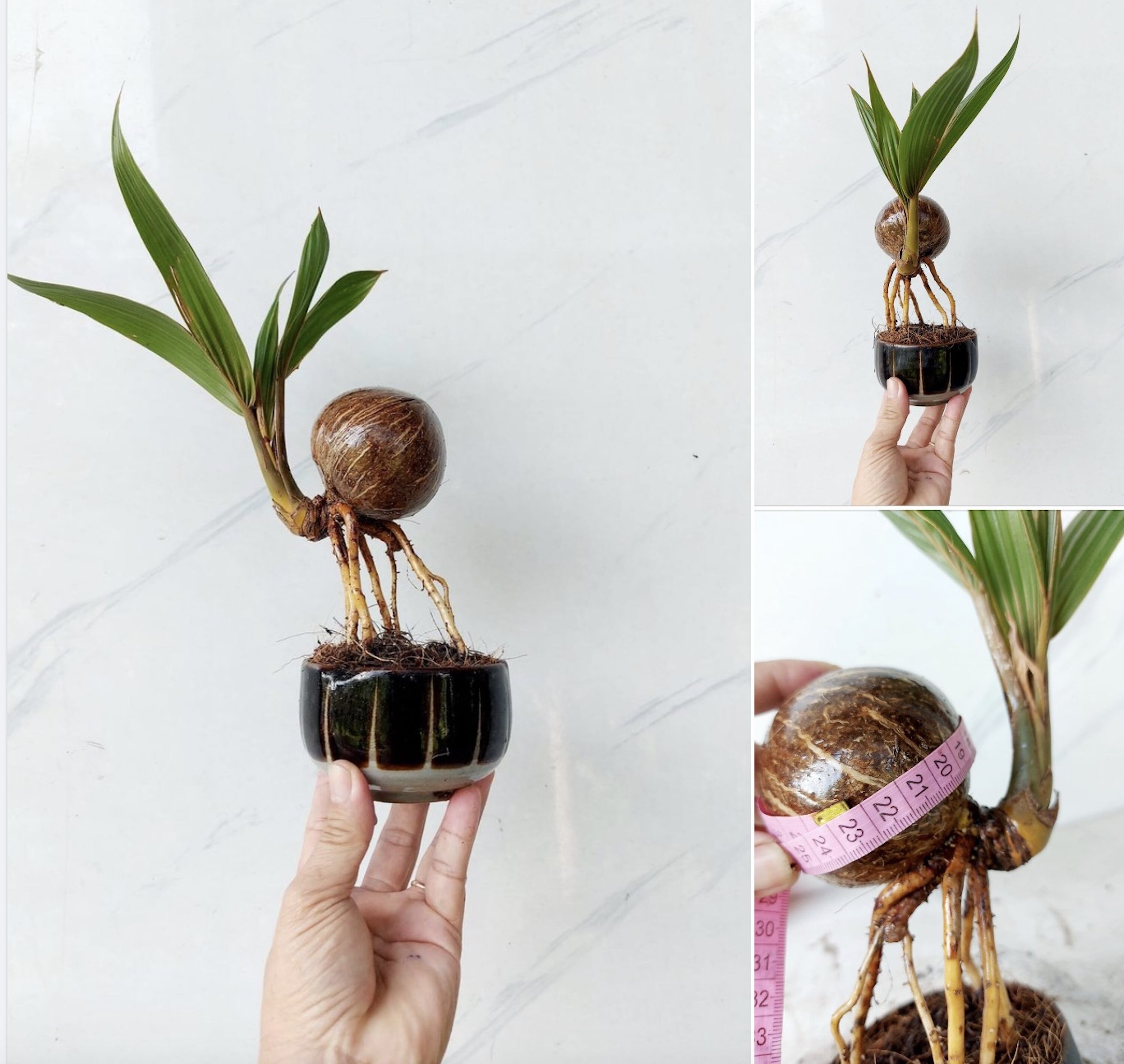 Dừa bonsai độc lạ ‘đắt như tôm tươi’ dịp Tết - 2