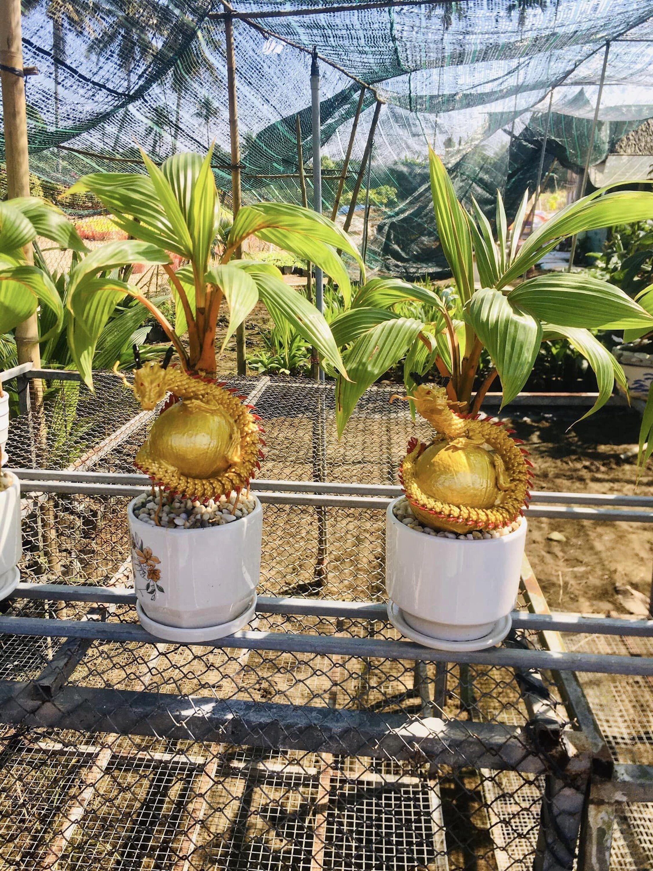 Một cặp dừa bonsai Giáp Thìn 2024 loại đẹp. (Ảnh: NVCC)
