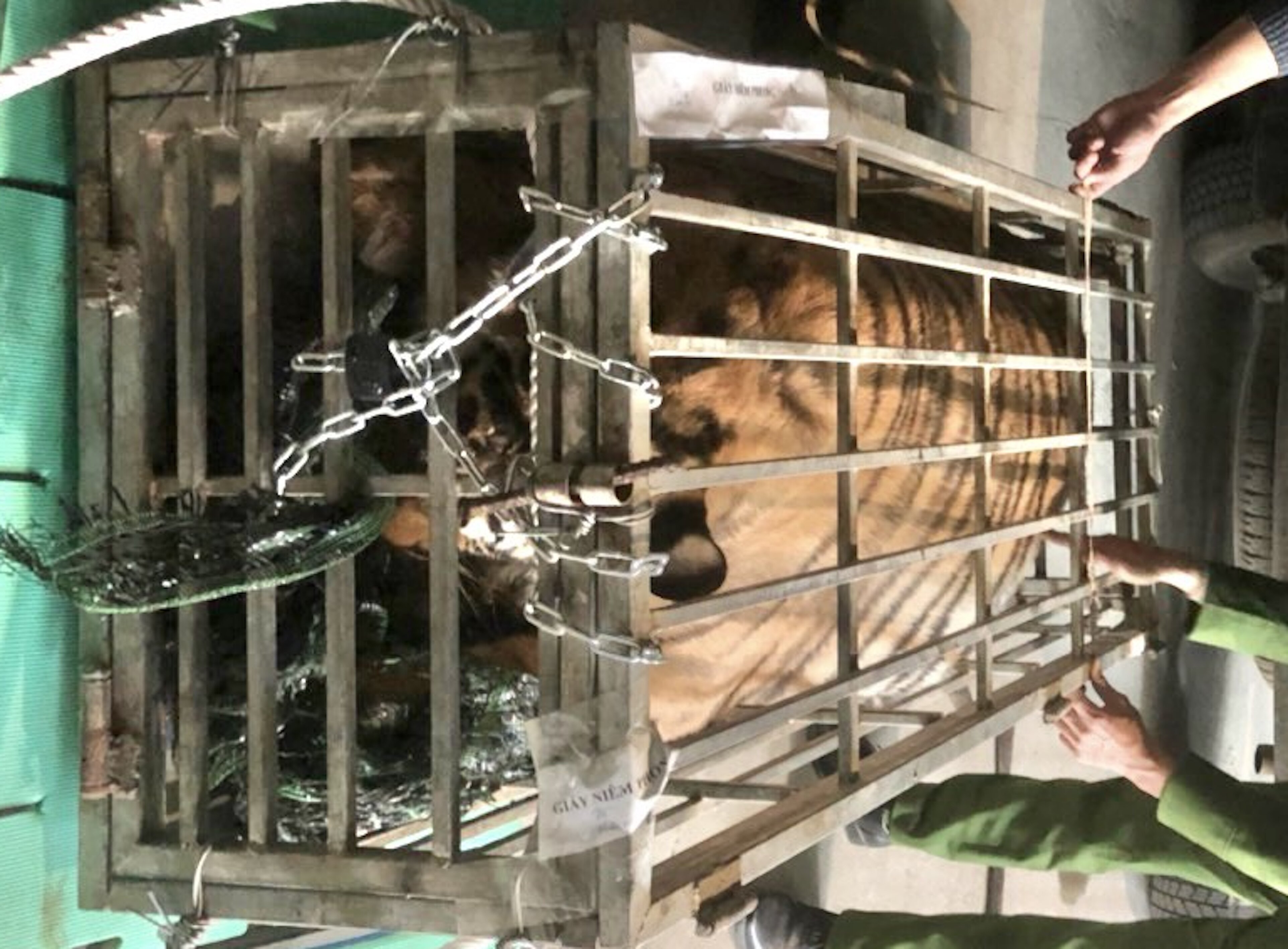 Con hổ được vận chuyển trên ô tô di chuyển trên quốc lộ 9 được công an Quảng Trị phát hiện. (Ảnh: CA Quảng Trị)