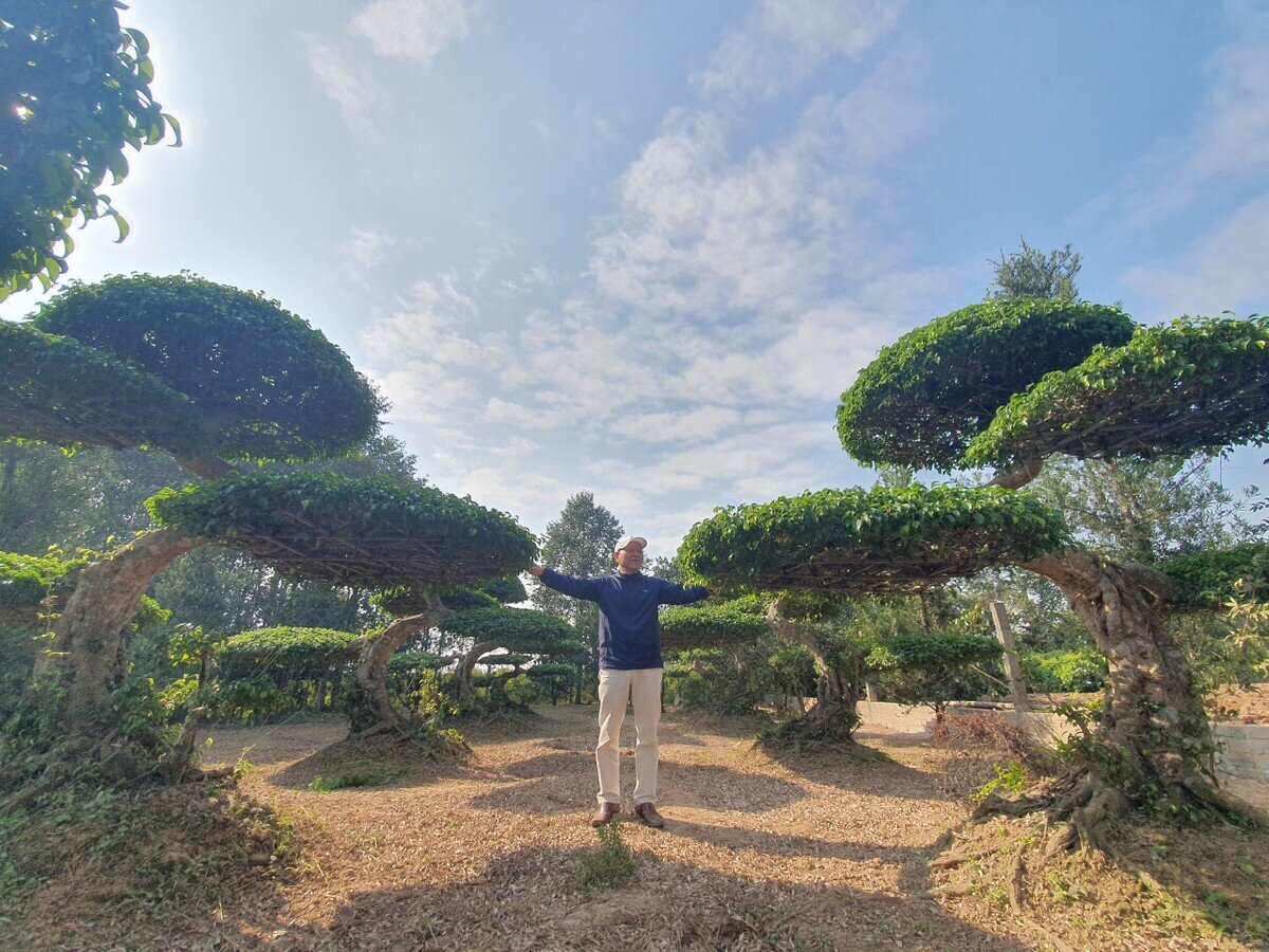 Nghệ nhân Đỗ Duy Quân, Phó Chủ tịch Hội Sinh vật cảnh xã Điền Xá, với hơn 30 năm làm cây cảnh, đang sở hữu cả một vườn cây sanh. Ông Quân cho biết, 2024 là năm Thìn, nhiều người sành cây đã chuyển sang chơi cây hình rồng. Do đó, cây sanh dáng long cũng được nhiều người tìm mua.