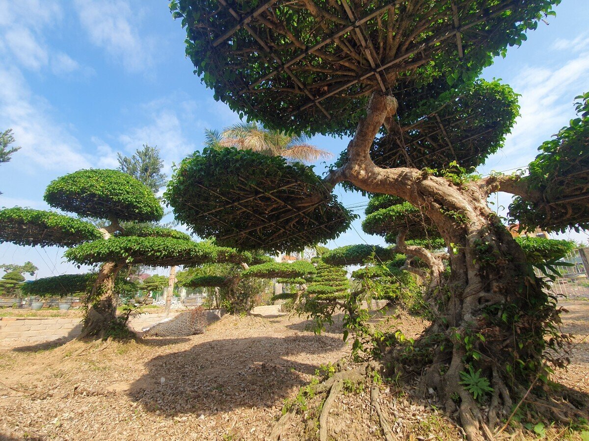 Làng nghề cây cảnh Điền Xá (Nam Trực, Nam Định) có tuổi đời hơn 800 năm, ông tổ nghề cây của nơi đây là Tô Trung Tự, một vị quan thời Lý. Giới chơi cây cảnh trong và ngoài nước không ai không biết đến giống cây gắn liền với tên gọi của địa phương này, đó là 
