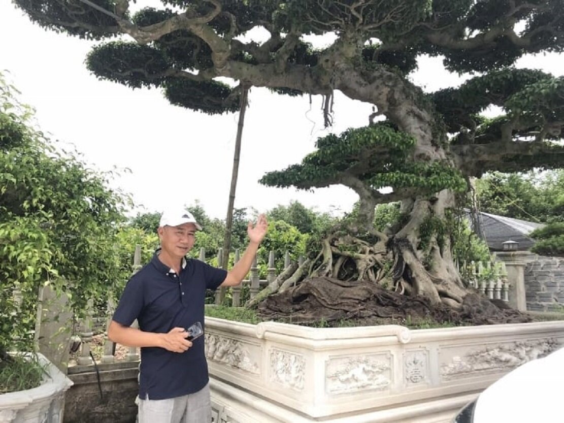 Nghệ nhân Phan Văn Thái đứng bên cạnh cây sanh dáng long thăng (rồng bay lên) có tuổi đời hơn 60 năm tuổi được định giá tới 12 tỷ đồng.