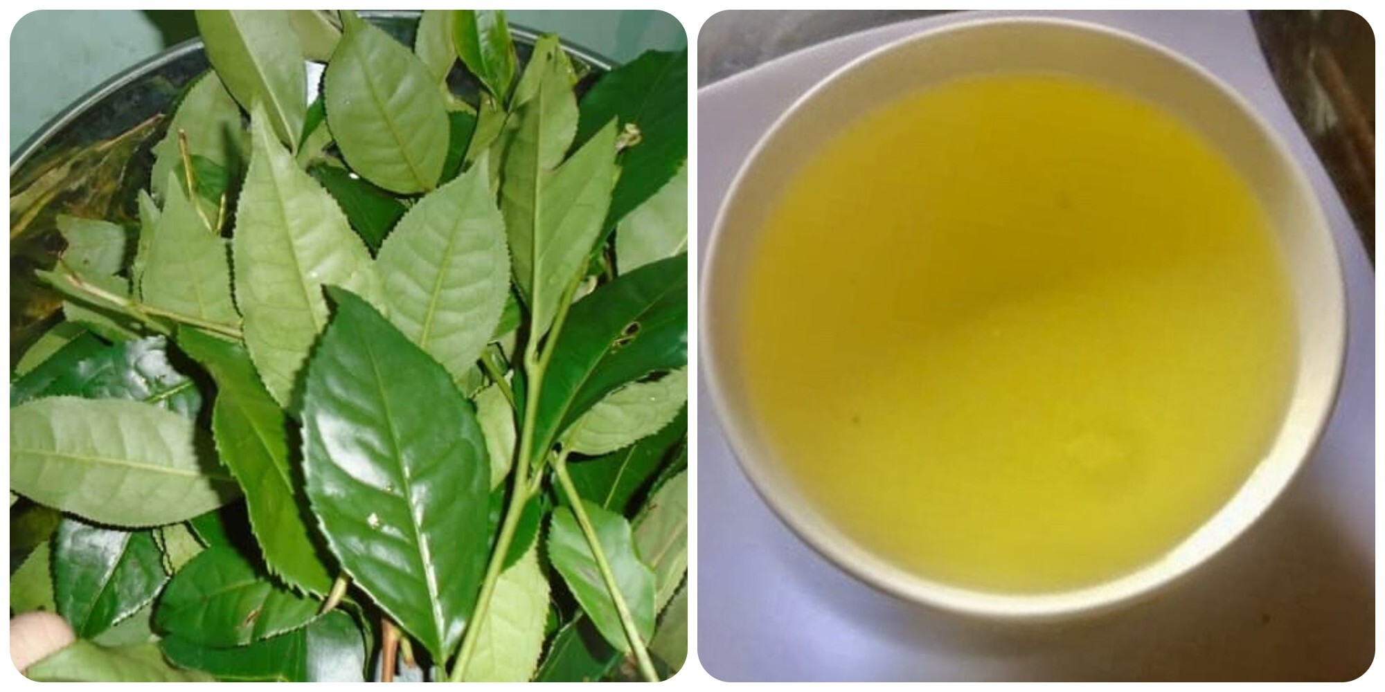 Chè xanh và lợi ích của nó đối với người cao huyết áp Chè xanh và lợi ích của nó đối với người cao huyết áp