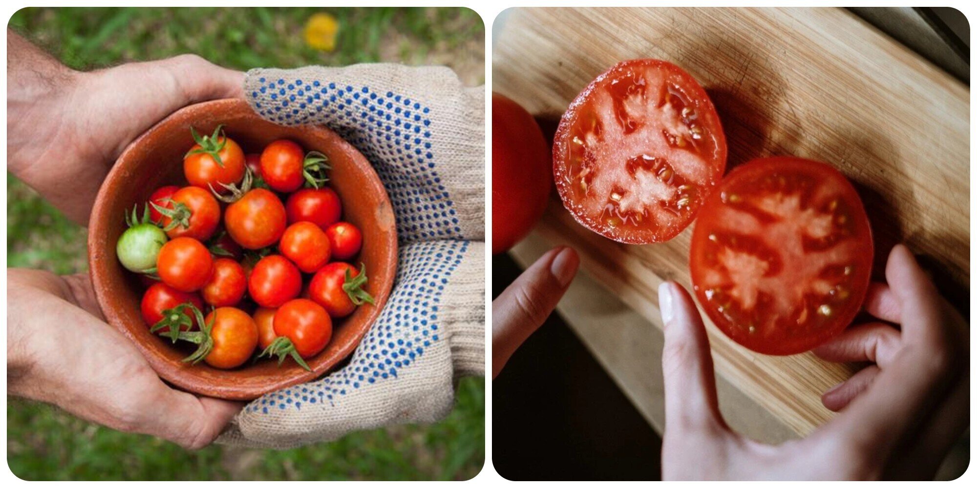 Cà chua là loại quả rất tốt cho sức khoẻ