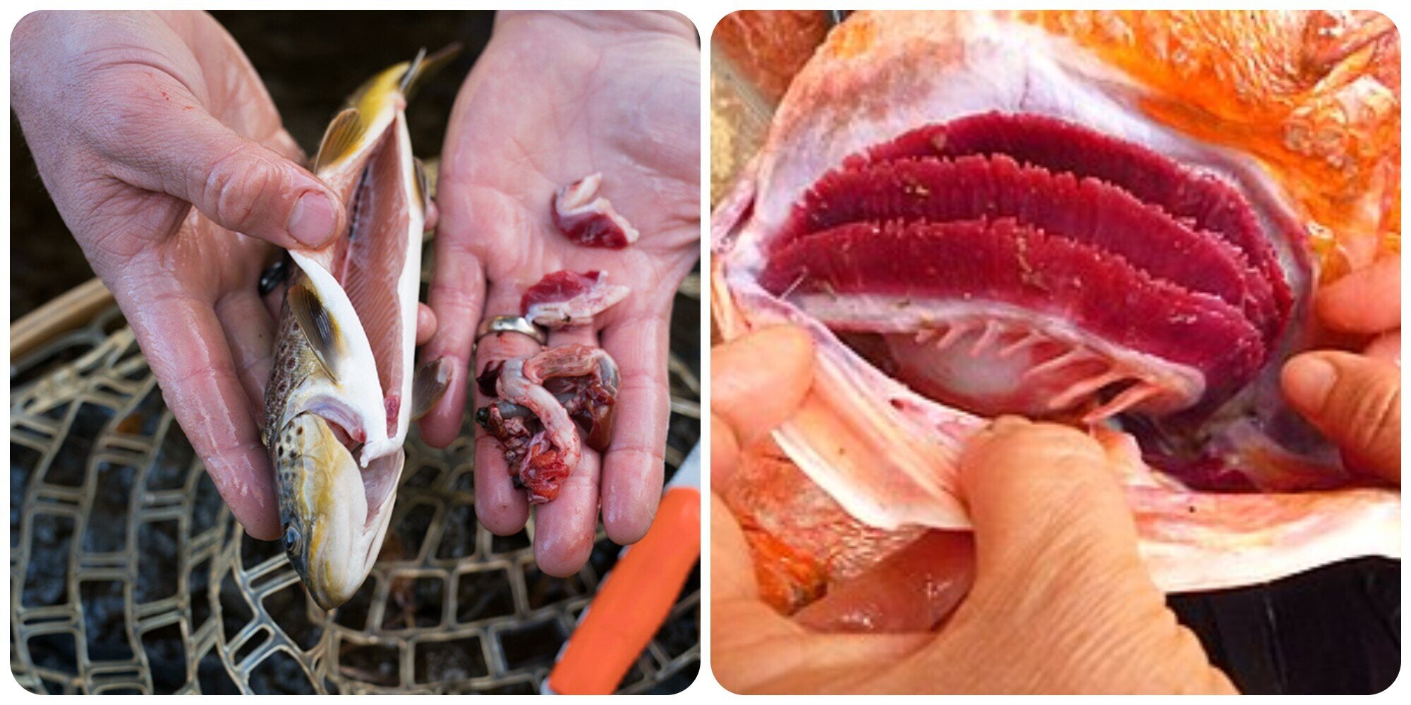 Mang cá và ruột cá là hai bộ phận của cá không nên ăn.