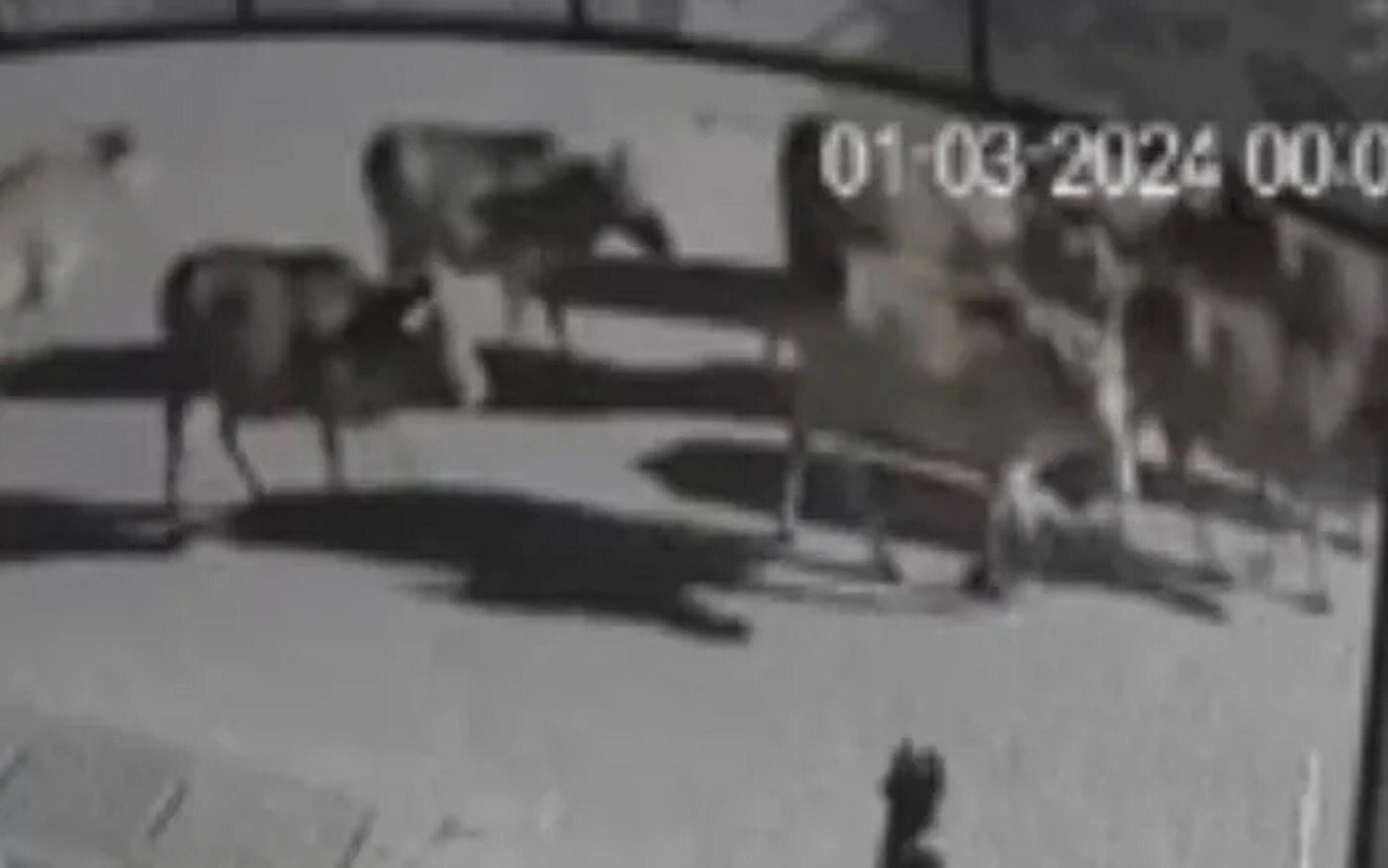 Camera an ninh ghi lại cảnh đàn bò nhà ông Phạm Thế B. bị người lạ mặt lùa đi lúc nửa đêm.