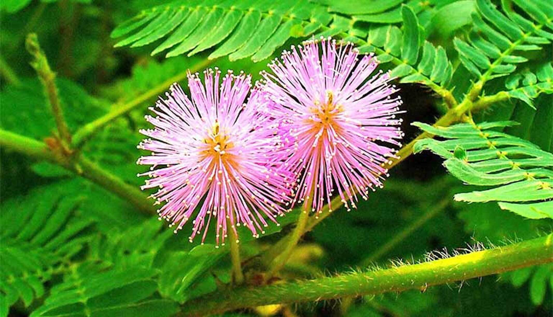 Hoa xấu hổ còn có tên thường gọi: hoa trinh nữ, u thảo, hàm ưu mộc, thẹn mộc thảo, hoa xấu hổ.