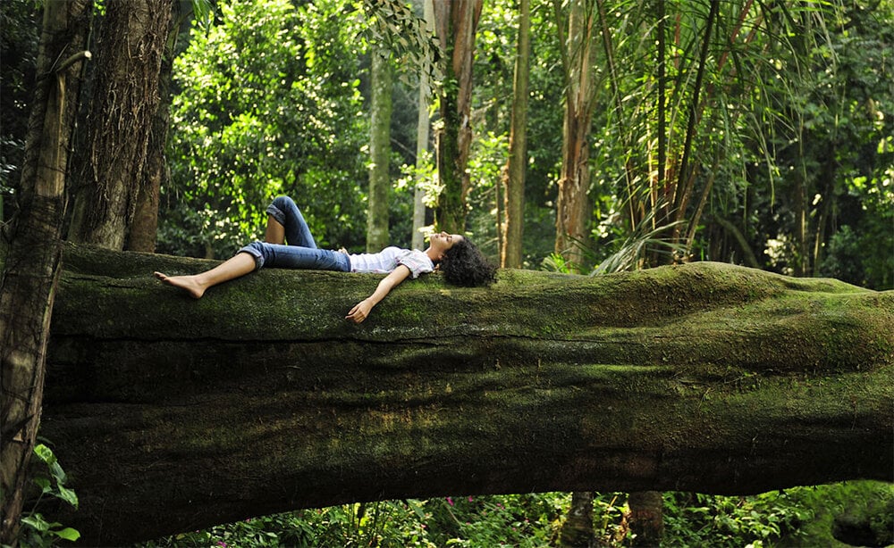 Tắm rừng kiểu Nhật Bản là liệu pháp đem lại nhiều lợi ích về thể chất và tinh thần. (Ảnh: Ecomatcher)
