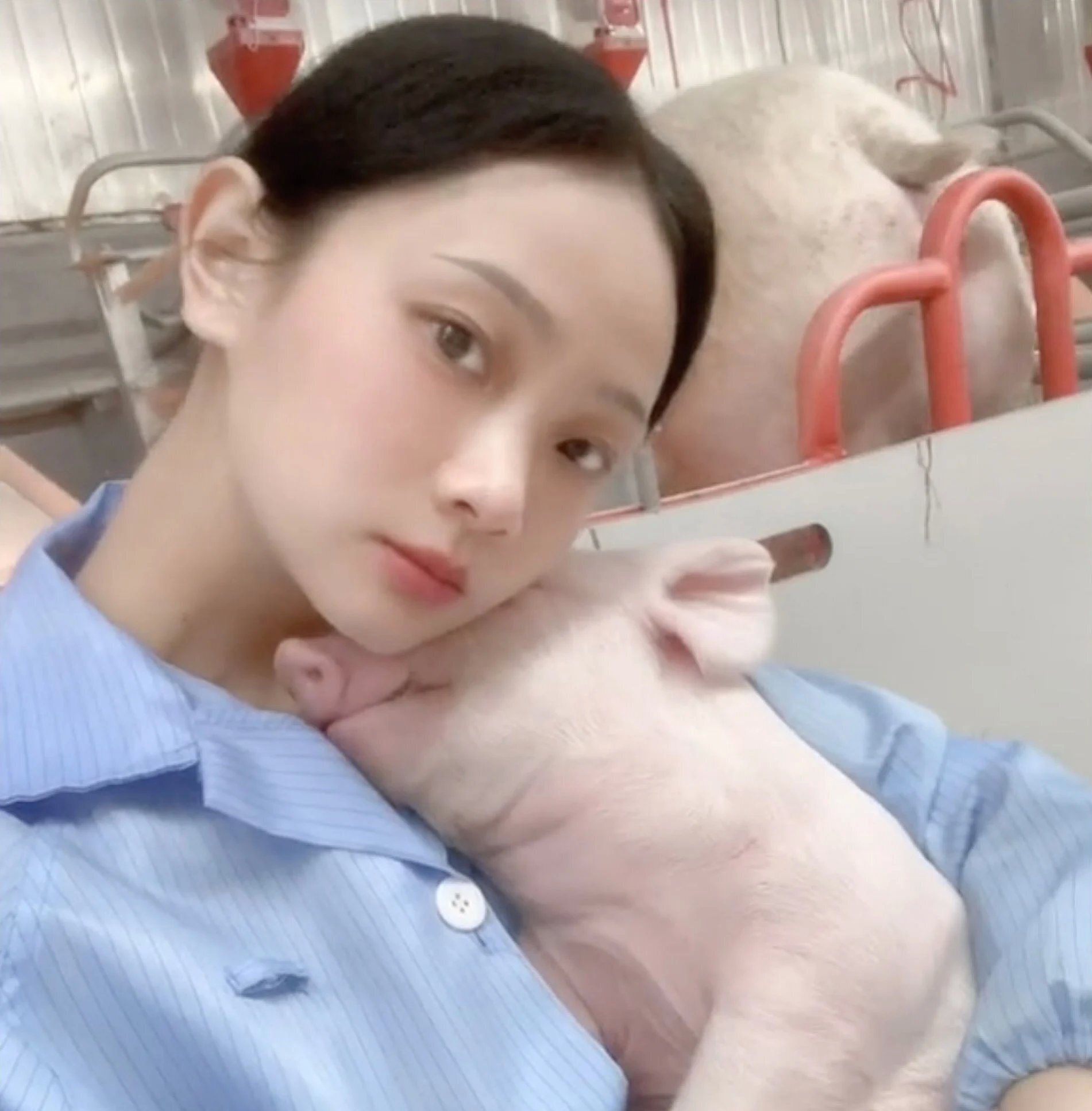 Chị Chu từ bỏ công việc văn phòng để về quê nuôi lợn. (Ảnh: Douyin)