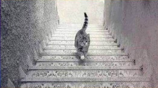 Chú mèo đang đi lên hay xuống?