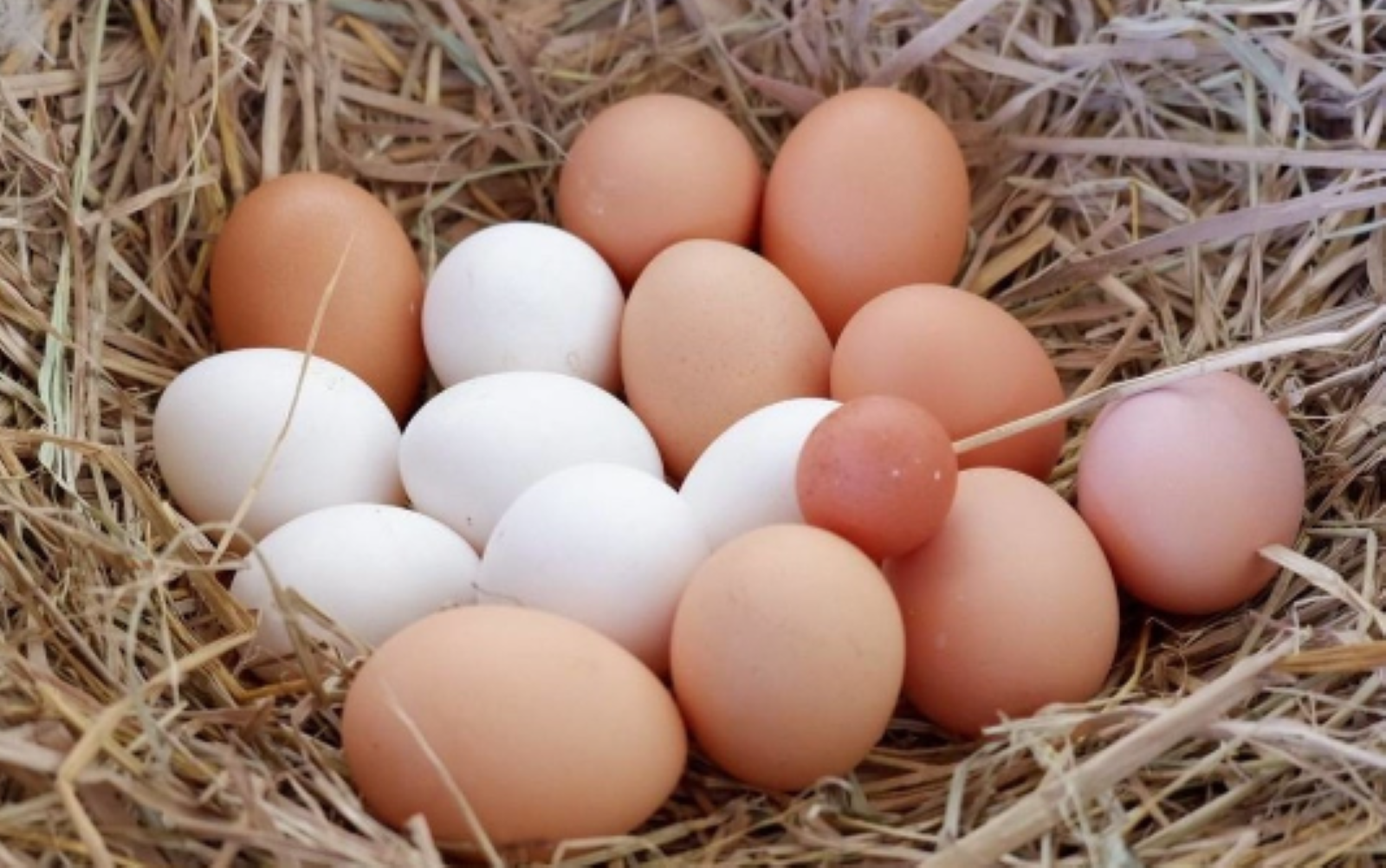 Có nhiều yếu tố gây ra màu sắc vỏ trứng khác nhau (Nguồn: Sohu)