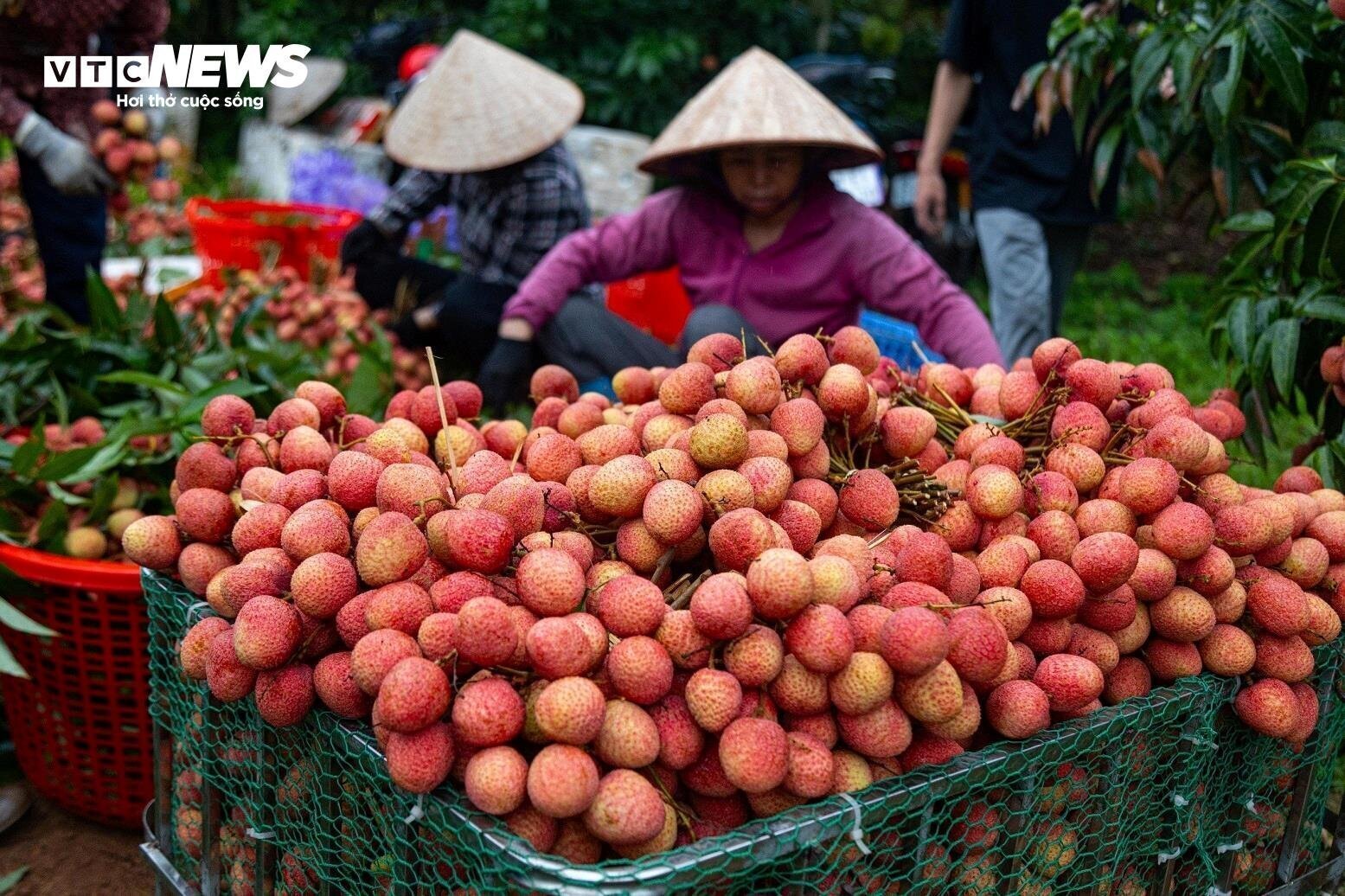 Vải đang vào mùa, đây cũng là loại quả có nhiều giá trị dinh dưỡng với sức khoẻ. (Ảnh: Minh Đức)