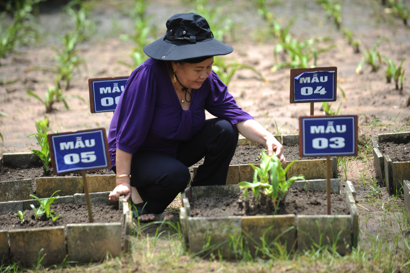 TS.DS Nguyễn Thị Ngọc Trâm đã đi nhiều nơi trên cả nước để sưu tầm và phân loại giống cây trinh nữ hoàng cung.