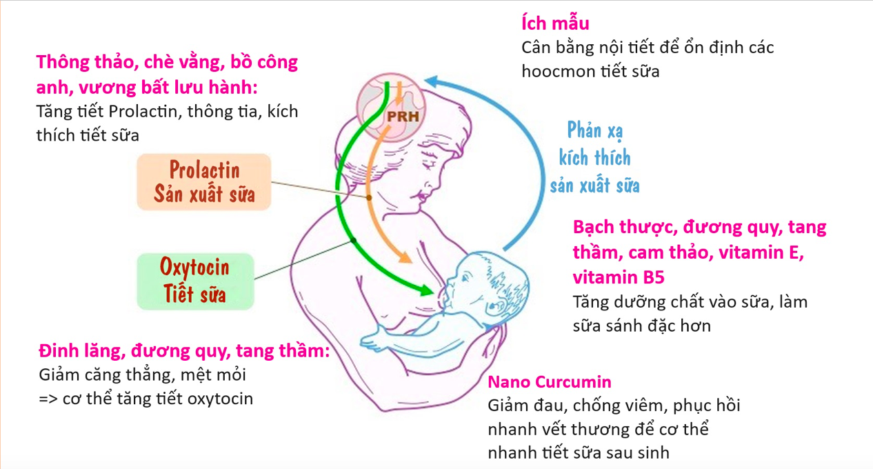 Ảnh hưởng của các thảo dược tới việc tiết sữa mẹ.