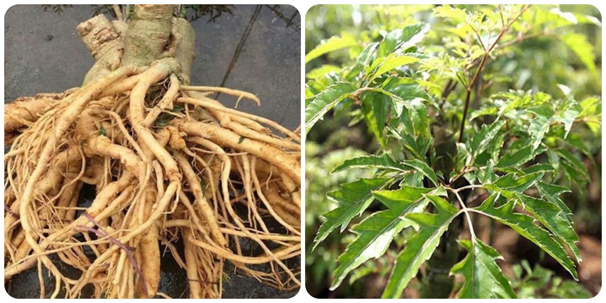 Cây đinh lăng rất tốt cho sức khoẻ