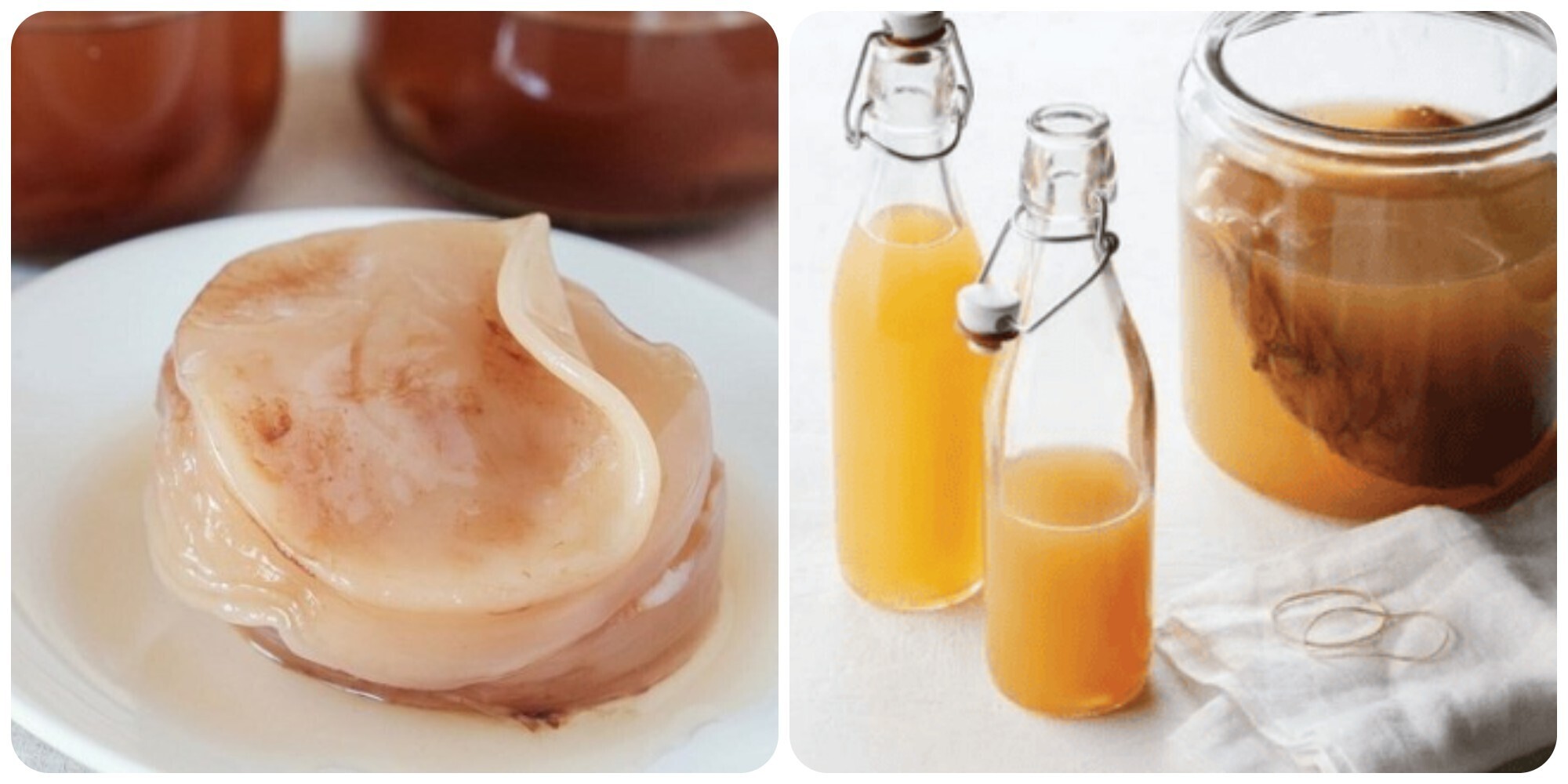 Kombucha là một loại trà lên men và được nhiều người ưa chuộng