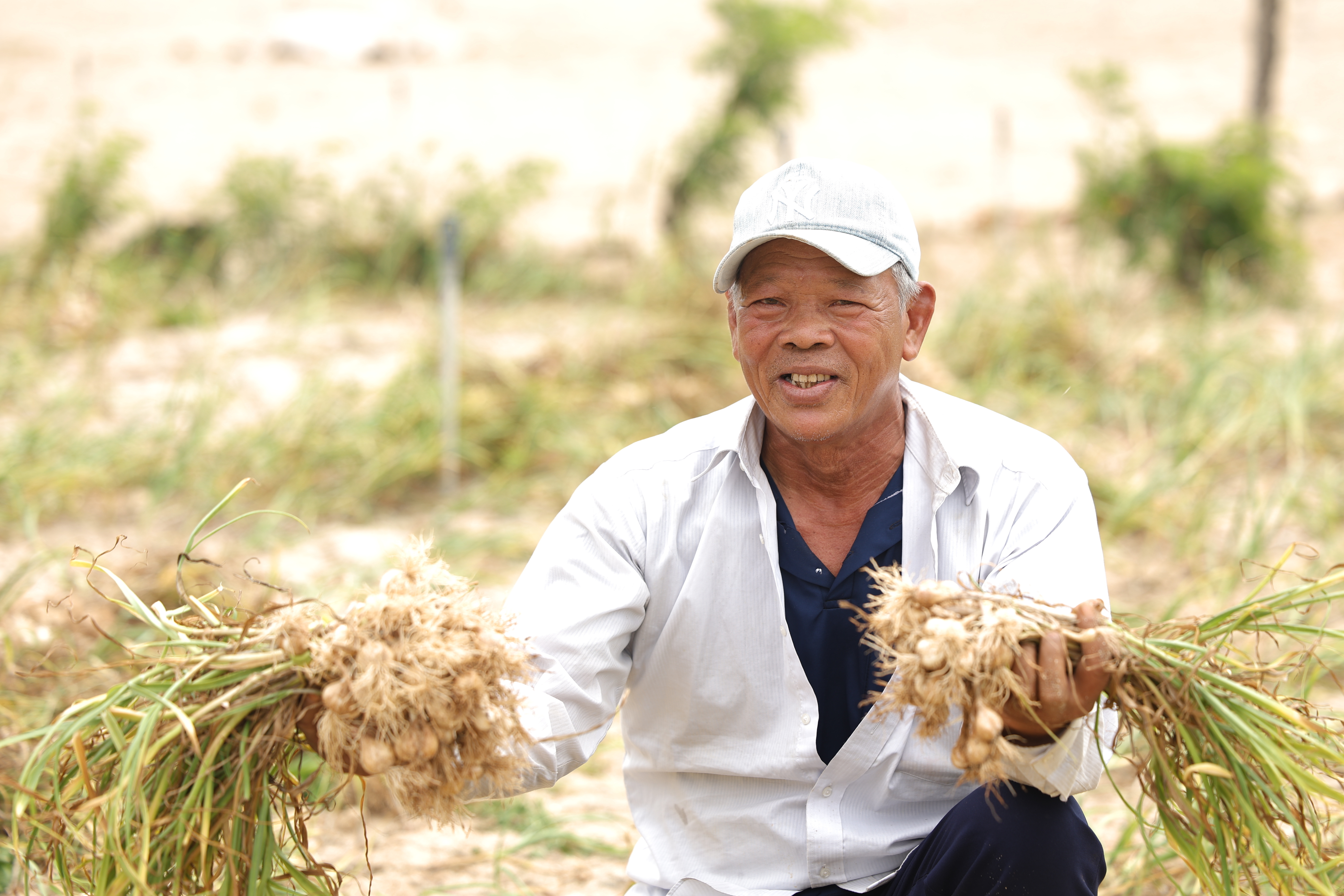 Đặc sản tỏi Lý Sơn gắn liền với đời sống bà con nông dân huyện đảo.