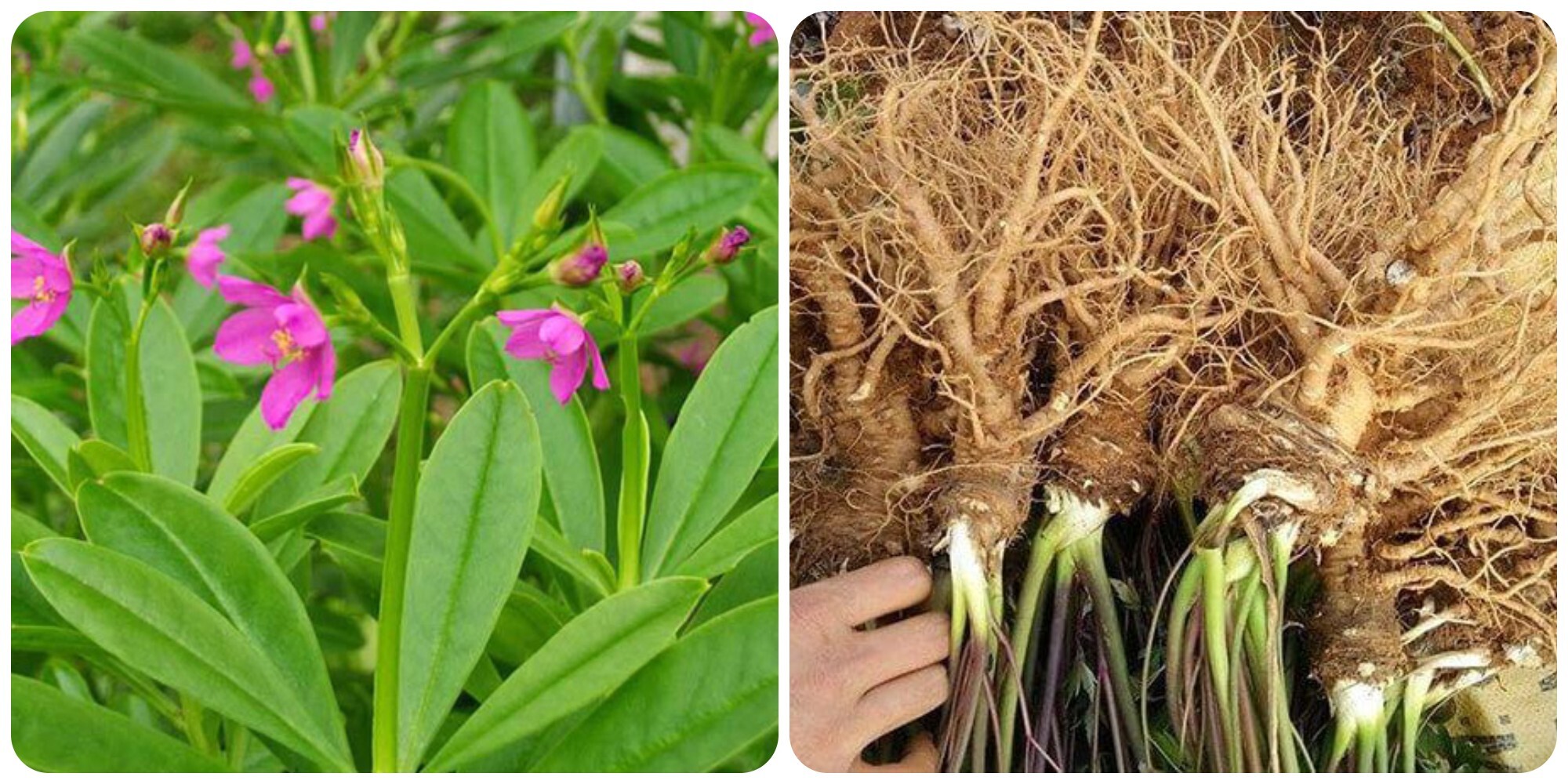 Rau sâm đất mang lại nhiều lợi ích với sức khoẻ
