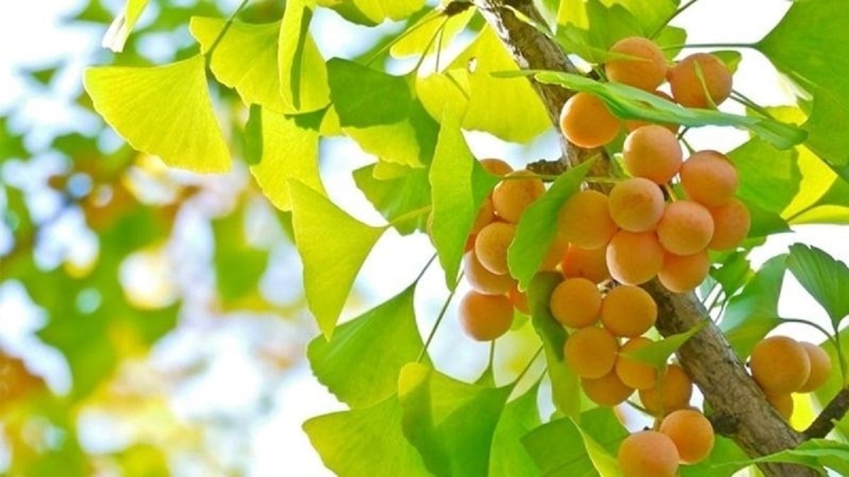 Ginkgo biloba - thảo dược quý cho bộ não minh mẫn - 2