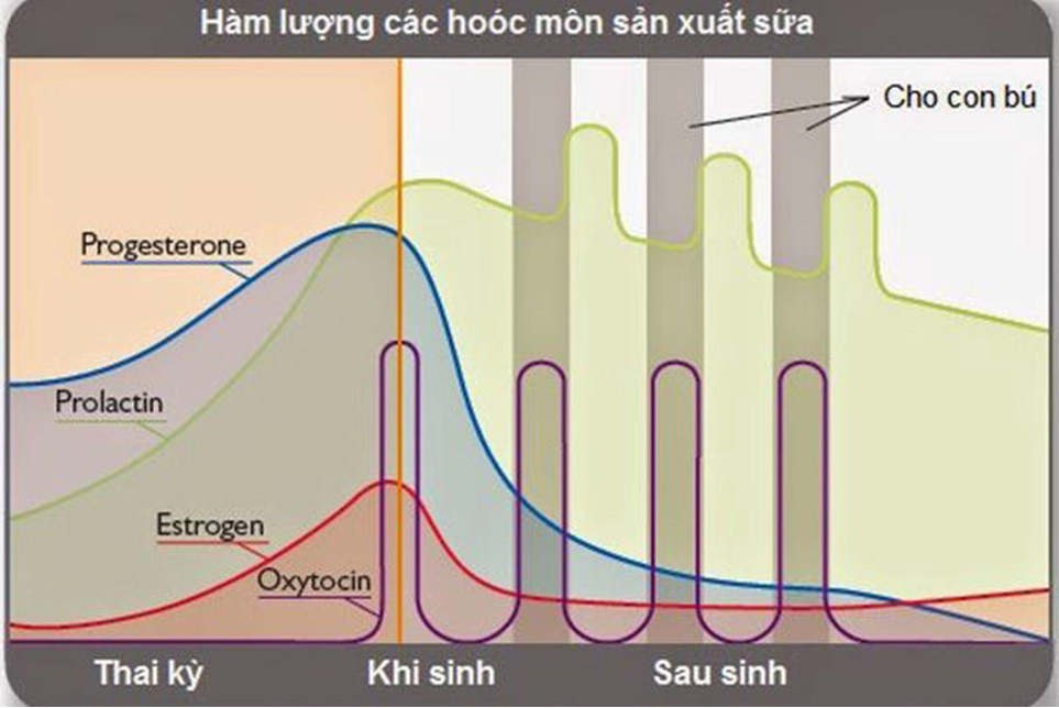 Hàm lượng của hoocmon sản xuất sữa mẹ.