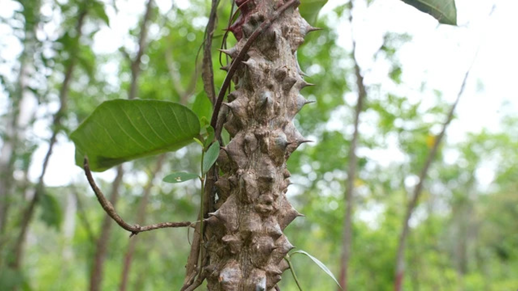 Thí nghiệm: So sánh khả năng bảo vệ gan của Ưng Bất Bạc với các dược liệu khác - 1