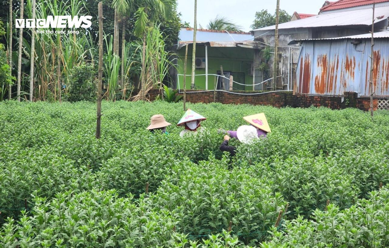 Chỉ còn hơn nửa tháng nữa là đến Tết Nguyên đán Ất Tỵ 2025, thế nhưng nhiều nhà vườn ở xã Nghĩa Hiệp, huyện Tư Nghĩa, tỉnh Quảng Ngãi - thủ phủ hoa cúc nức tiếng miền Trung - vẫn đang trong tình trạng ế khách.