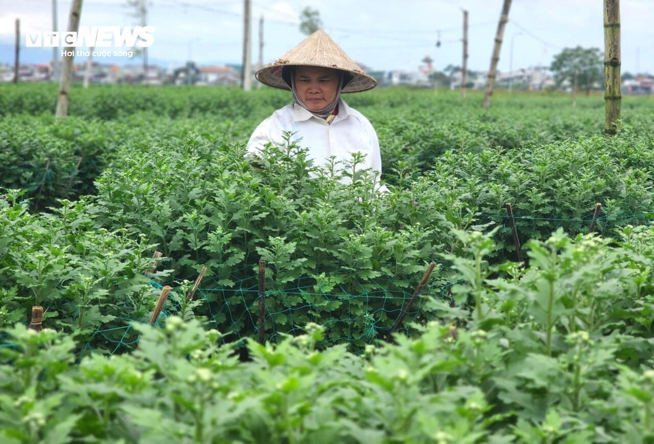 Ông Nguyễn Văn Tuyên - Chủ tịch UBND xã Nghĩa Hiệp - cho biết dù hoa cúc Nghĩa Hiệp được chứng nhận OCOP nhưng đa phần người dân trồng theo kinh nghiệm truyền thống, khó tiếp cận thị trường nên quá trình tiêu thụ hoa Tết vẫn còn gặp khó khăn. Việc xuất bán phụ thuộc hoàn toàn vào thương lái.