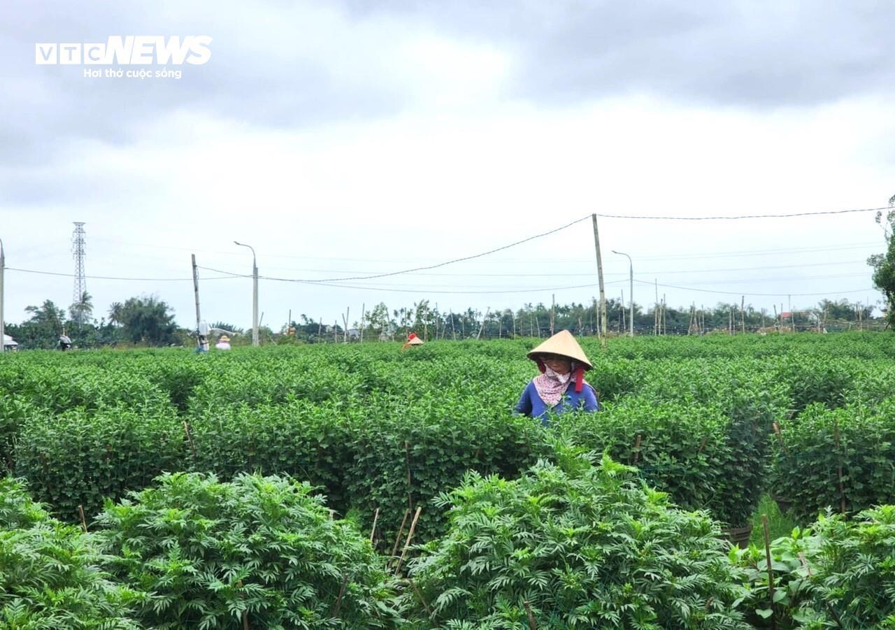 Tương tự, mấy hôm nay, gia đình ông Nguyễn Tư cũng đang 